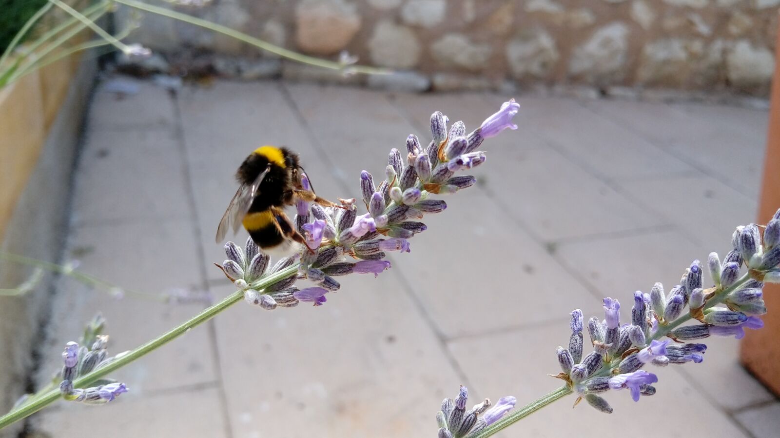 LG X POWER sample photo. Bumblebee, insect, pollination photography