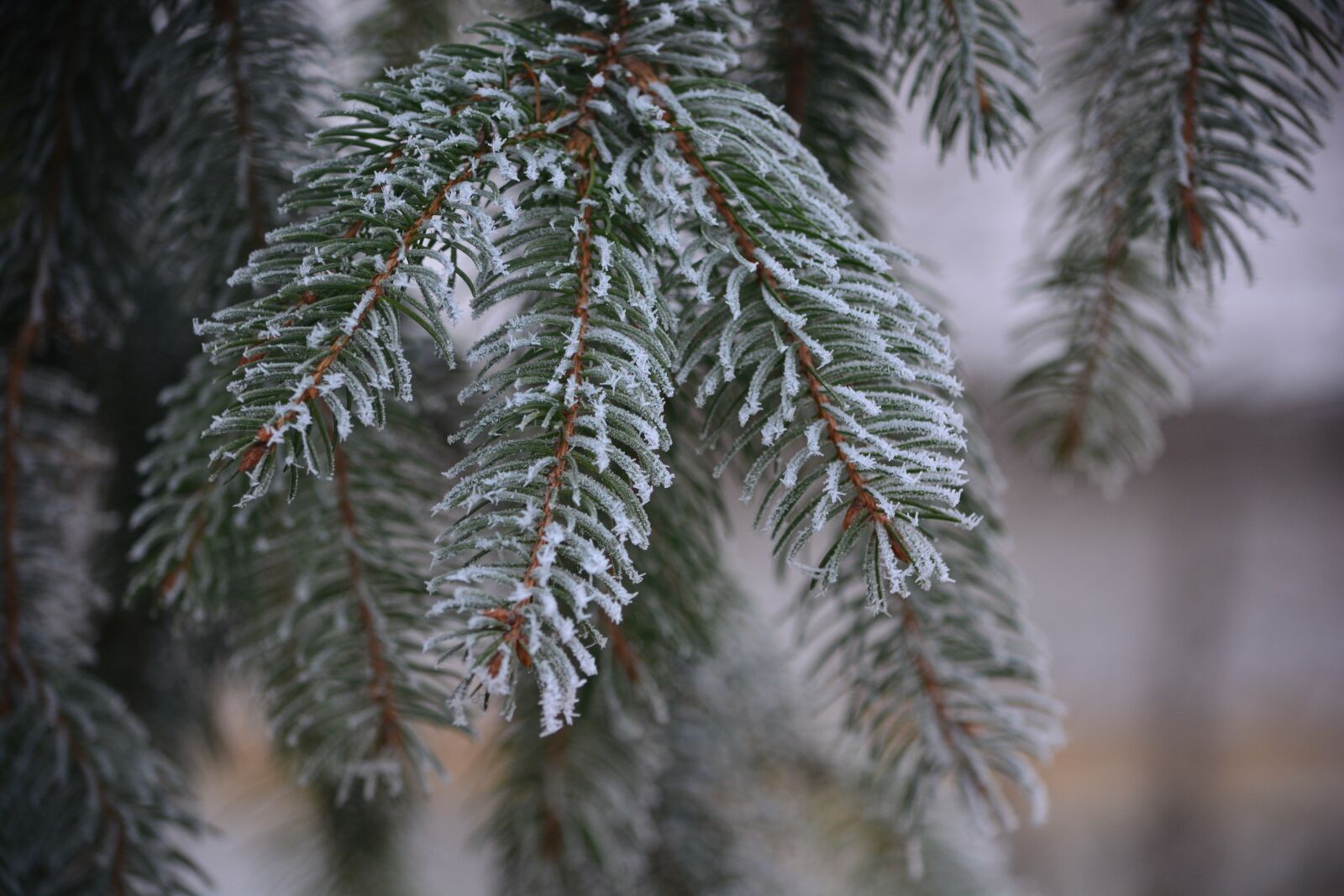Nikon D5200 sample photo. Pine, frost, cold photography