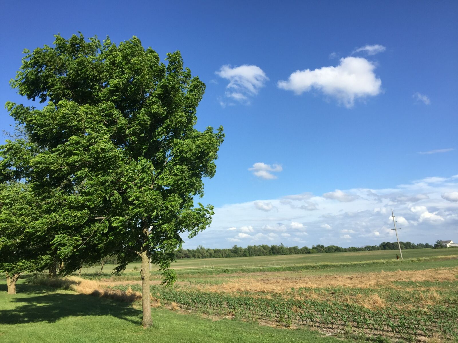 Apple iPhone 6 sample photo. Country, farm, grasslands, tree photography