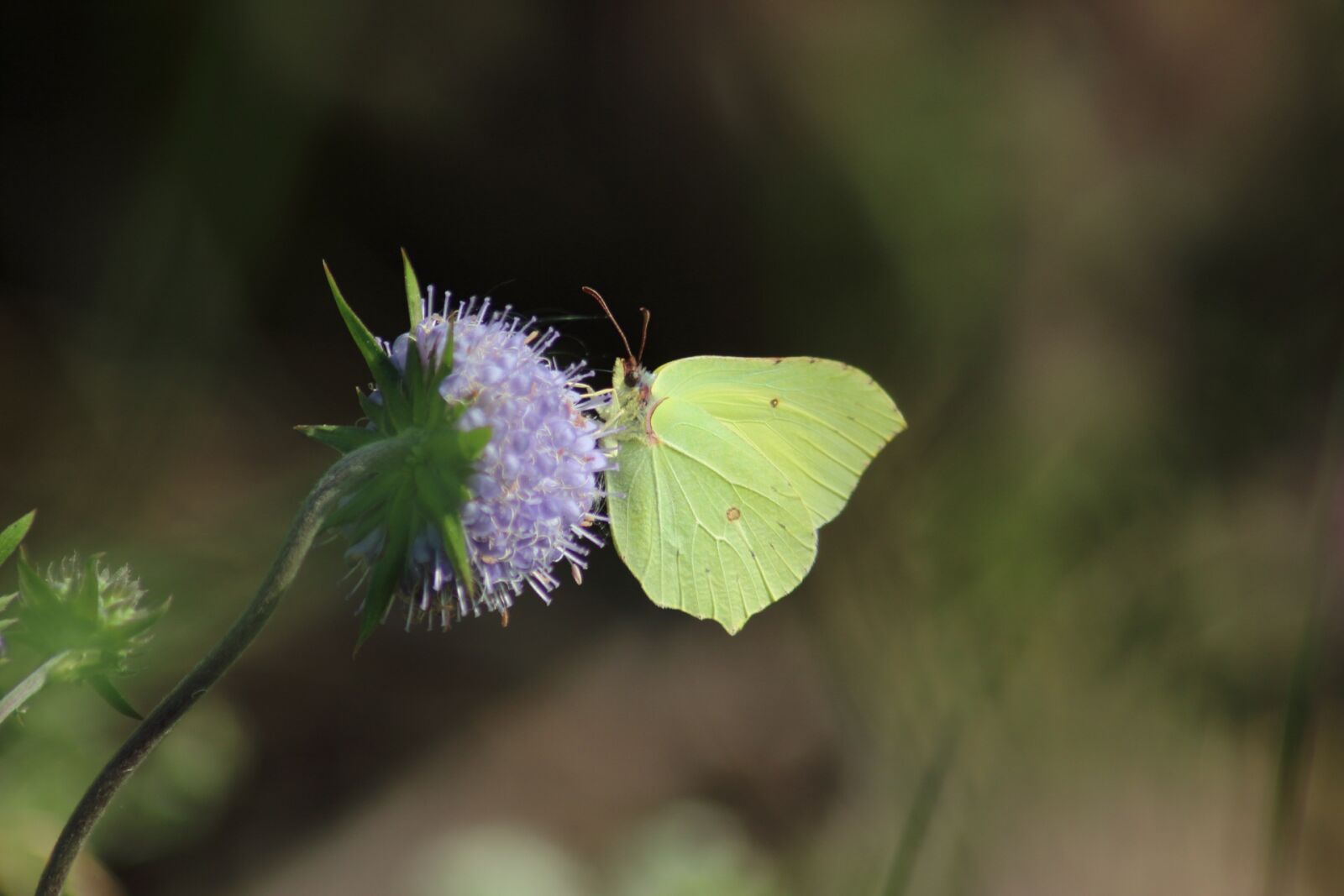 Canon EOS 1200D (EOS Rebel T5 / EOS Kiss X70 / EOS Hi) sample photo. Nature, insect, butterfly photography