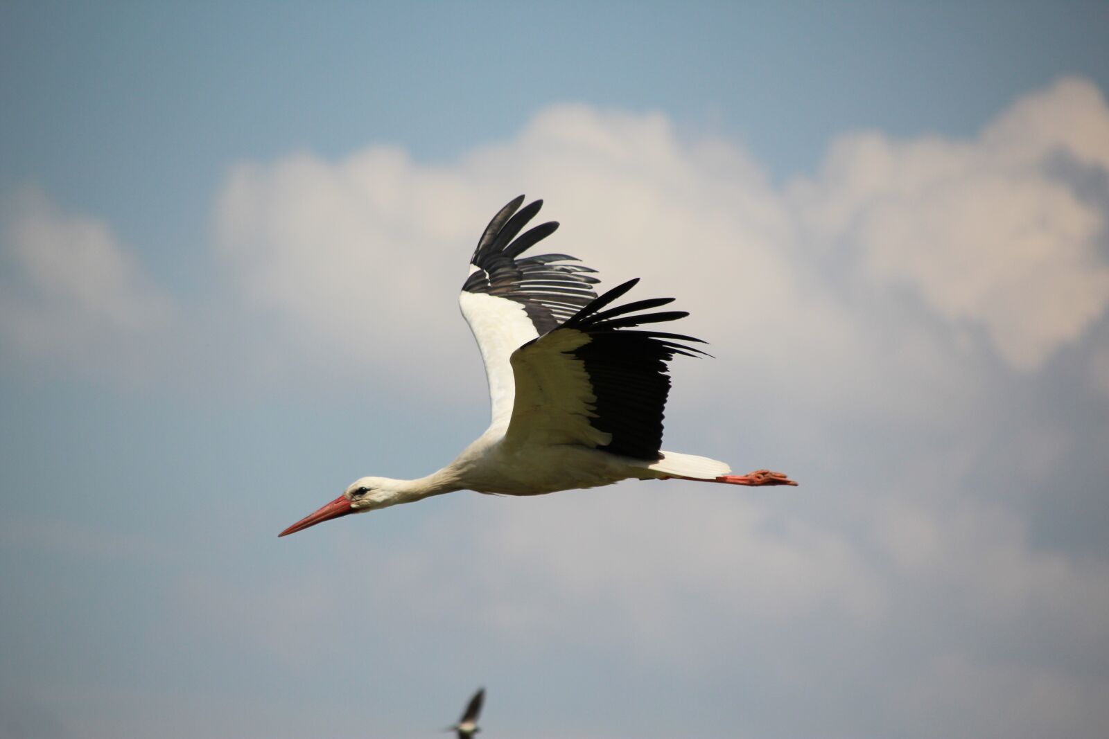 Canon EOS 1200D (EOS Rebel T5 / EOS Kiss X70 / EOS Hi) sample photo. Stork, bird, white stork photography