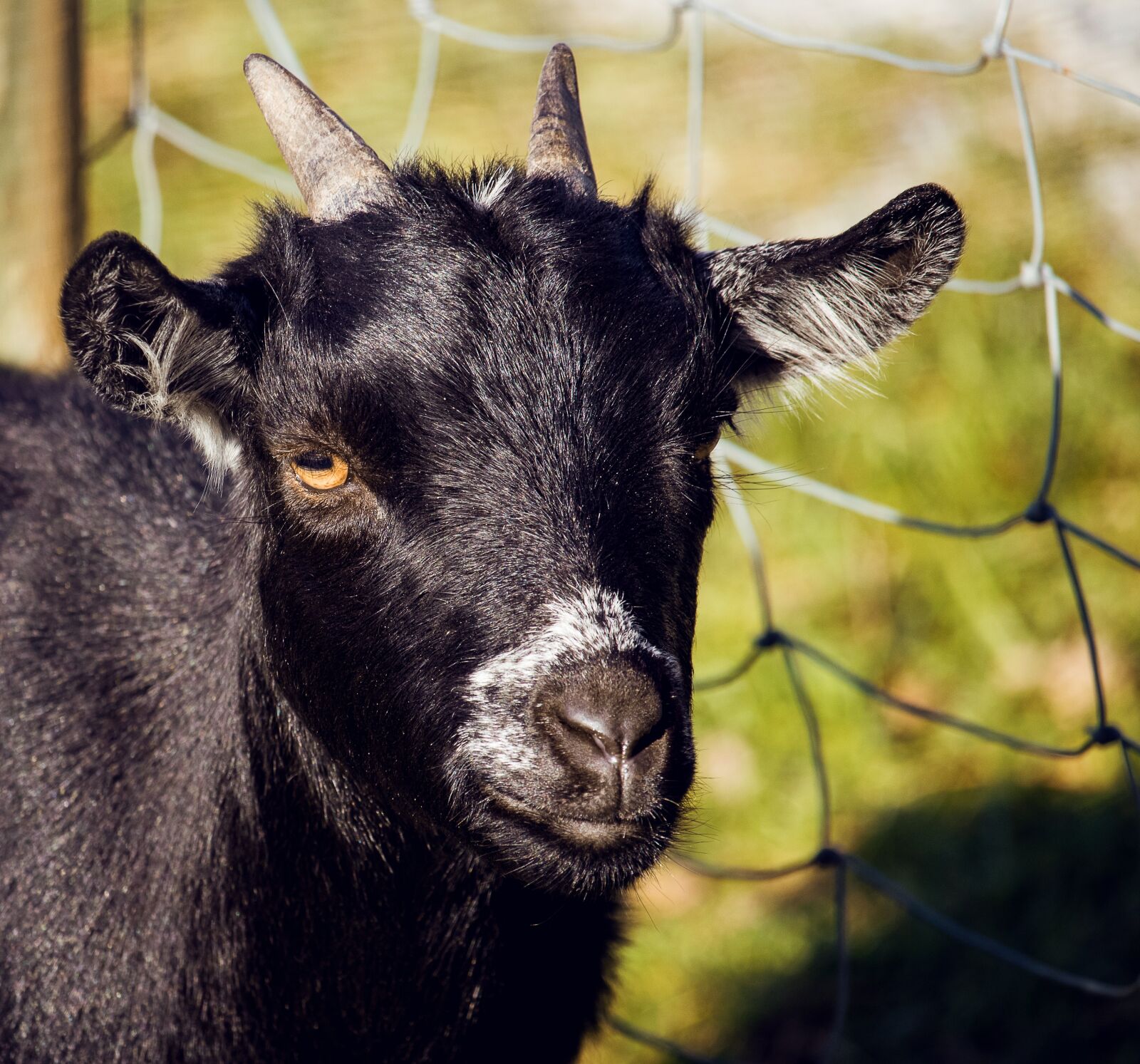 Canon EF-S 55-250mm F4-5.6 IS STM sample photo. Goat, mammal, animal photography