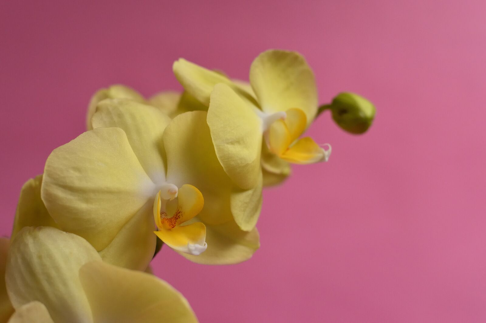 Nikon D3200 sample photo. Orchid, tropical, flower photography