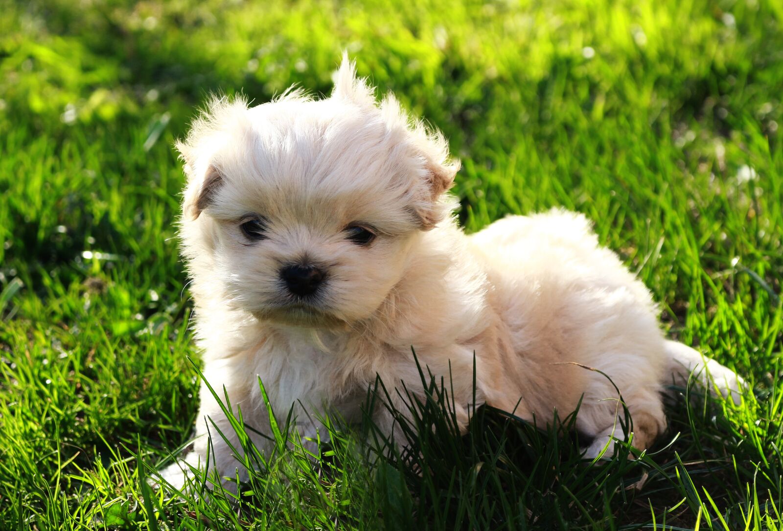 Canon EOS 100D (EOS Rebel SL1 / EOS Kiss X7) sample photo. Dog, pet, white photography