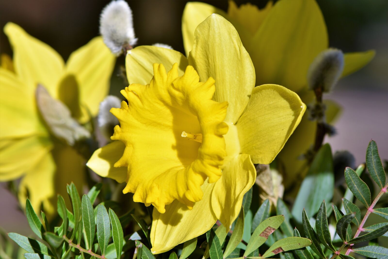 Nikon D7200 sample photo. Narcissus, daffodil, narcissus pseudonarcissus photography
