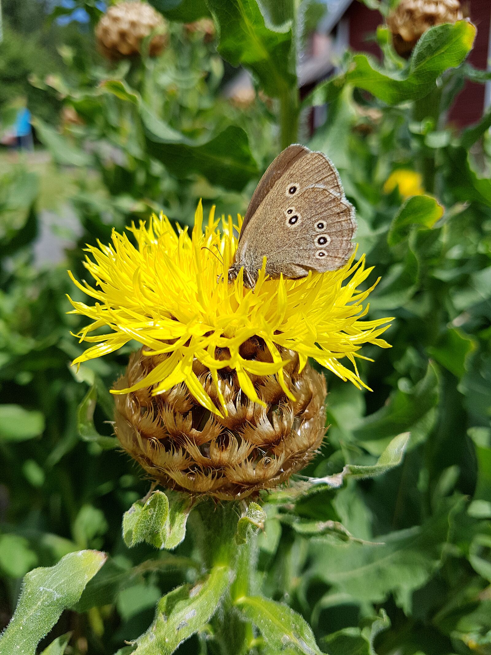 Samsung Galaxy S7 sample photo. Butterfly, yellow flower, nature photography