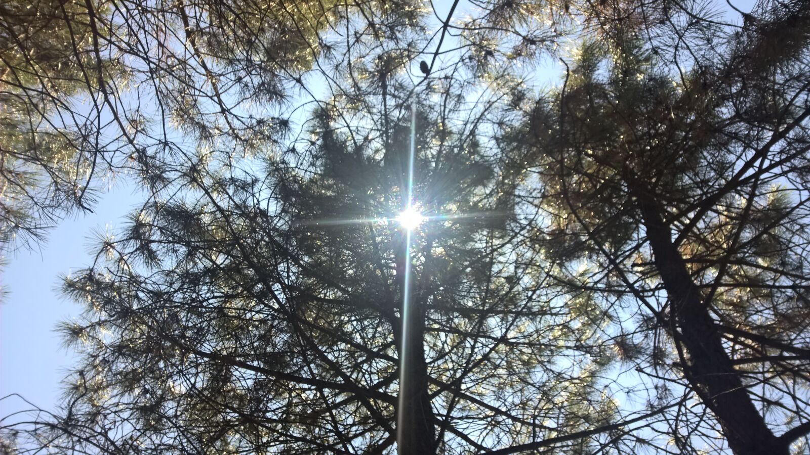 Nokia Lumia 1520 sample photo. Leaves, pine, sun, sun photography