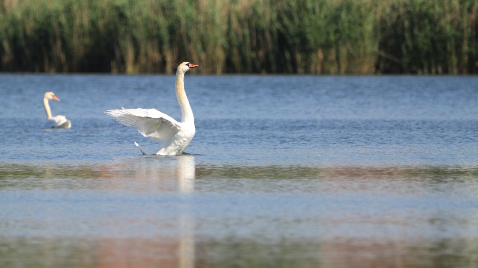 150-600mm F5-6.3 DG OS HSM | Contemporary 015 sample photo. Swan, lake, bird photography