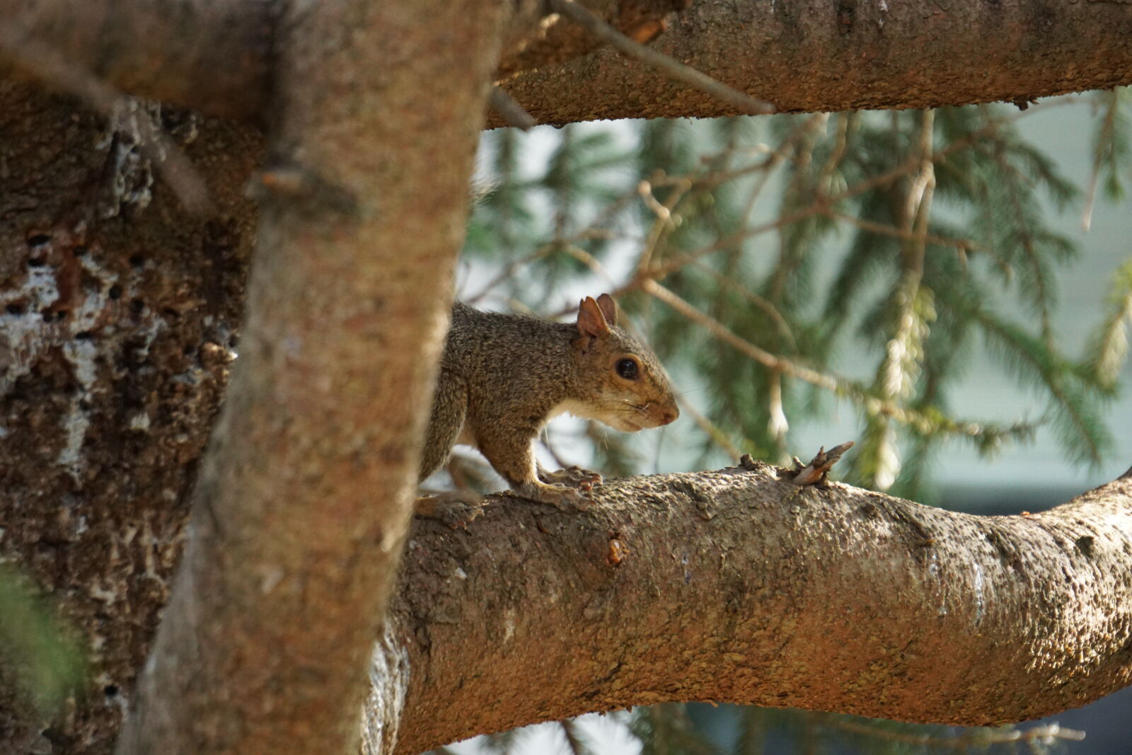 Sony a6000 sample photo