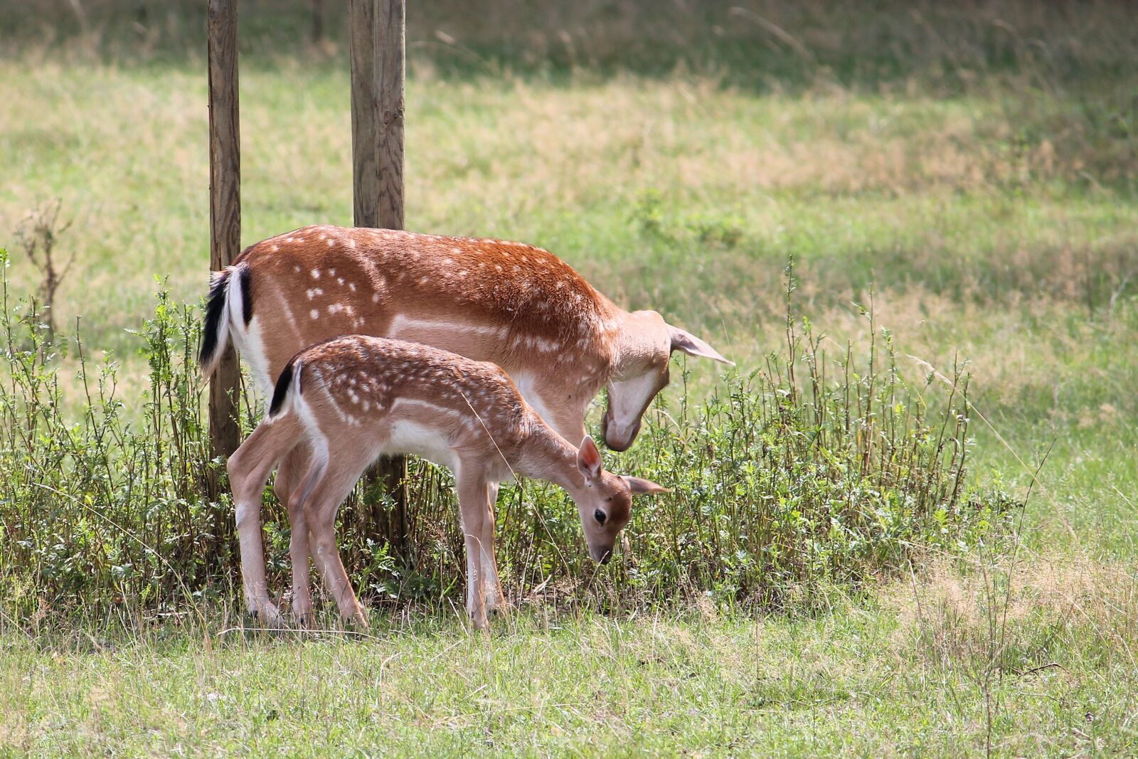 Canon EF-S 55-250mm F4-5.6 IS II sample photo. Roe deer, kitz, fallow photography