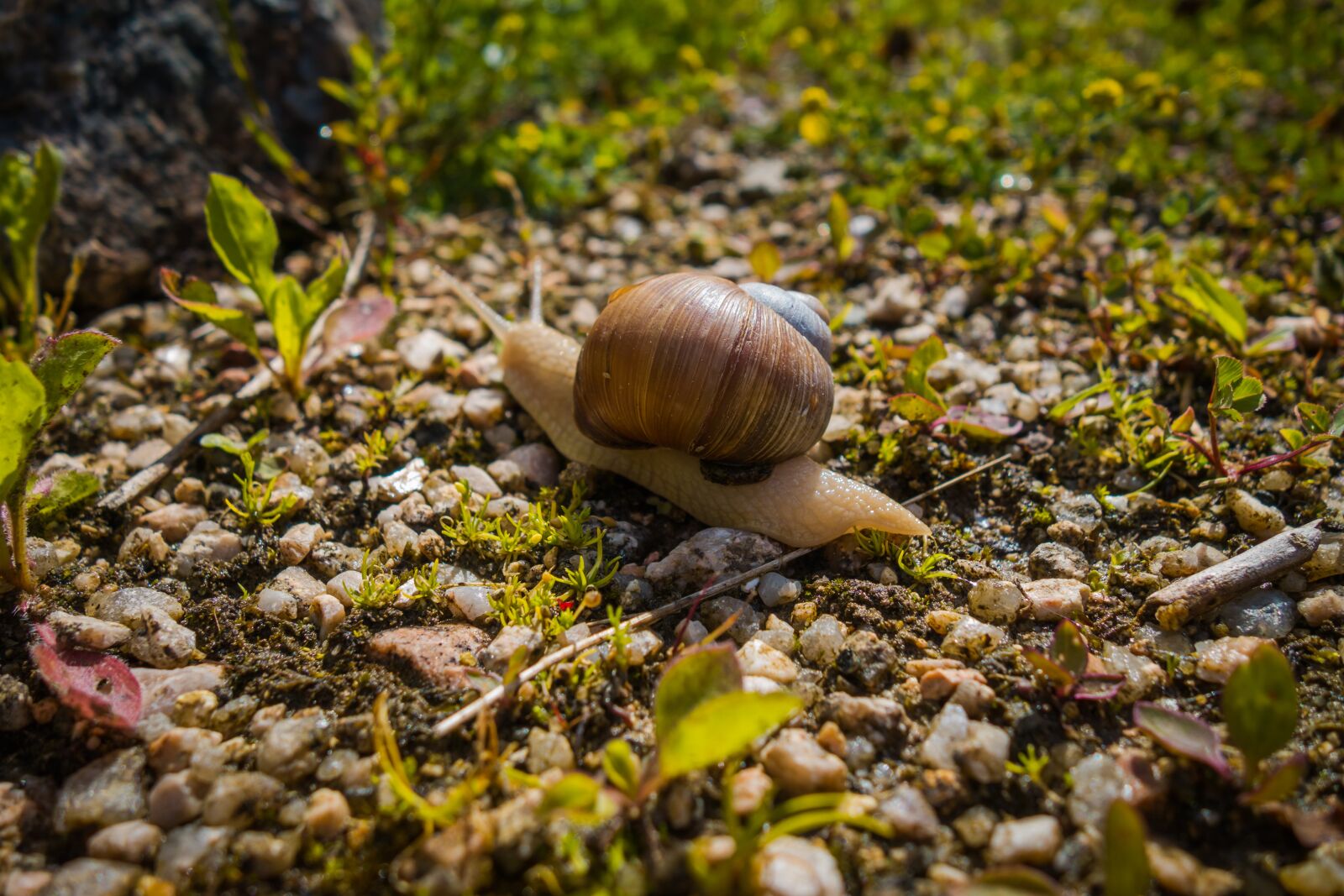Sony Cyber-shot DSC-RX100 II sample photo. Worm, snail, nature photography