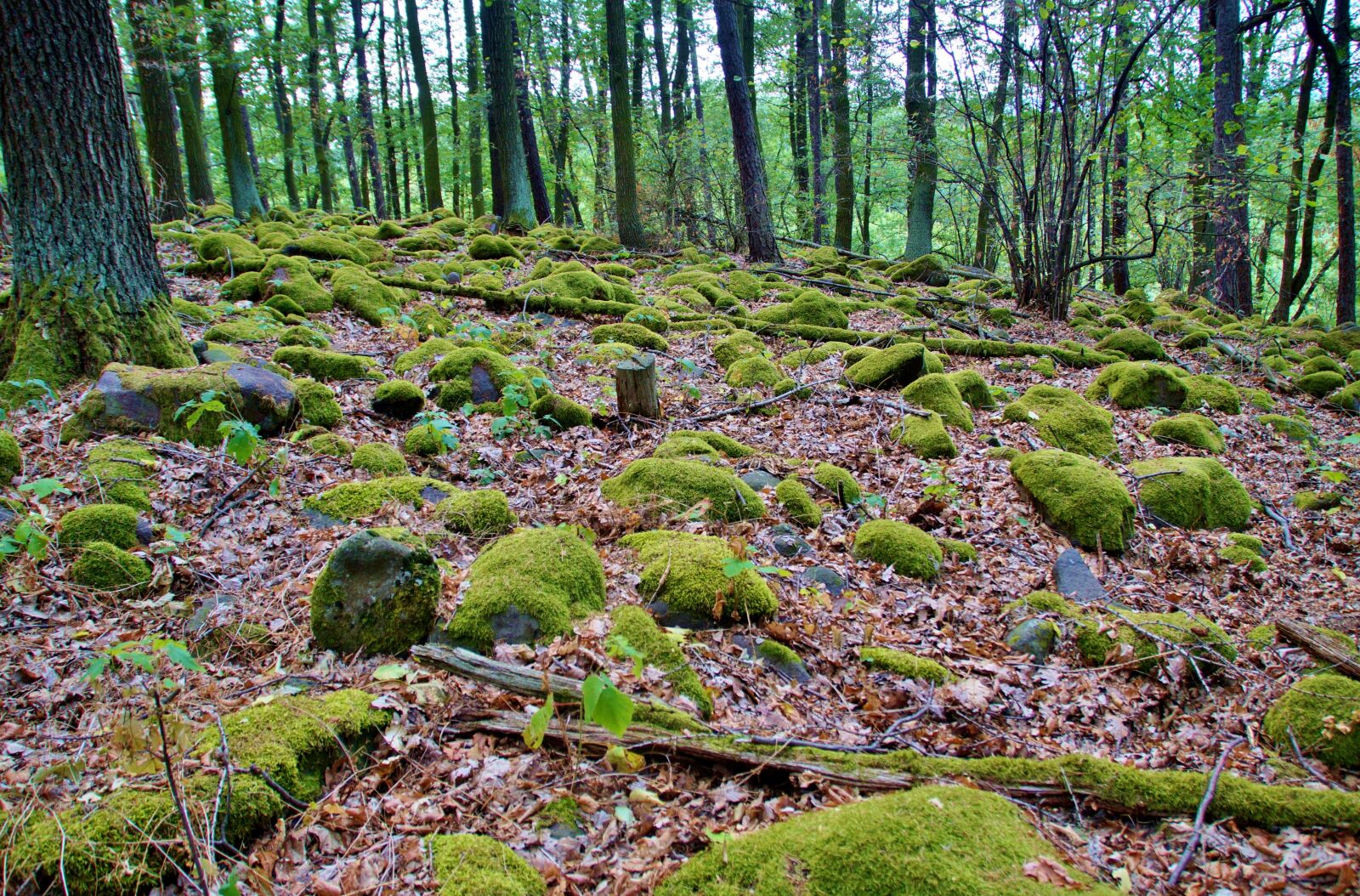 Sony SLT-A58 sample photo. Forest, in the forest photography