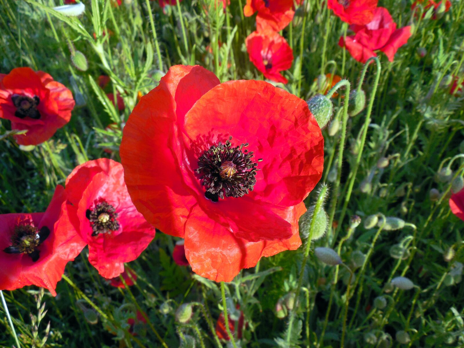Nikon COOLPIX L620 sample photo. Poppy, papaver, poppy flower photography