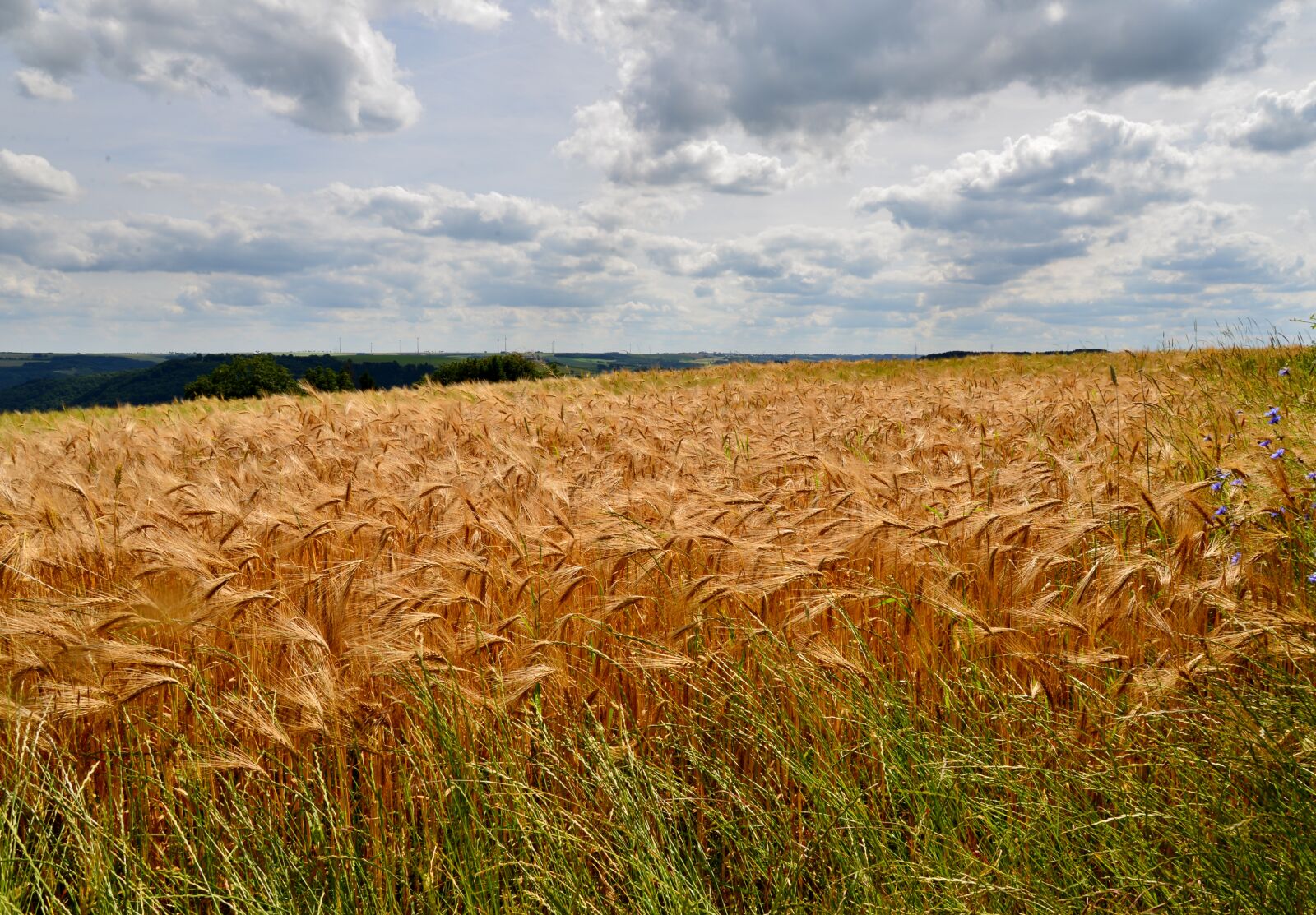 Nikon D600 sample photo. Spring barley, barley, crop photography