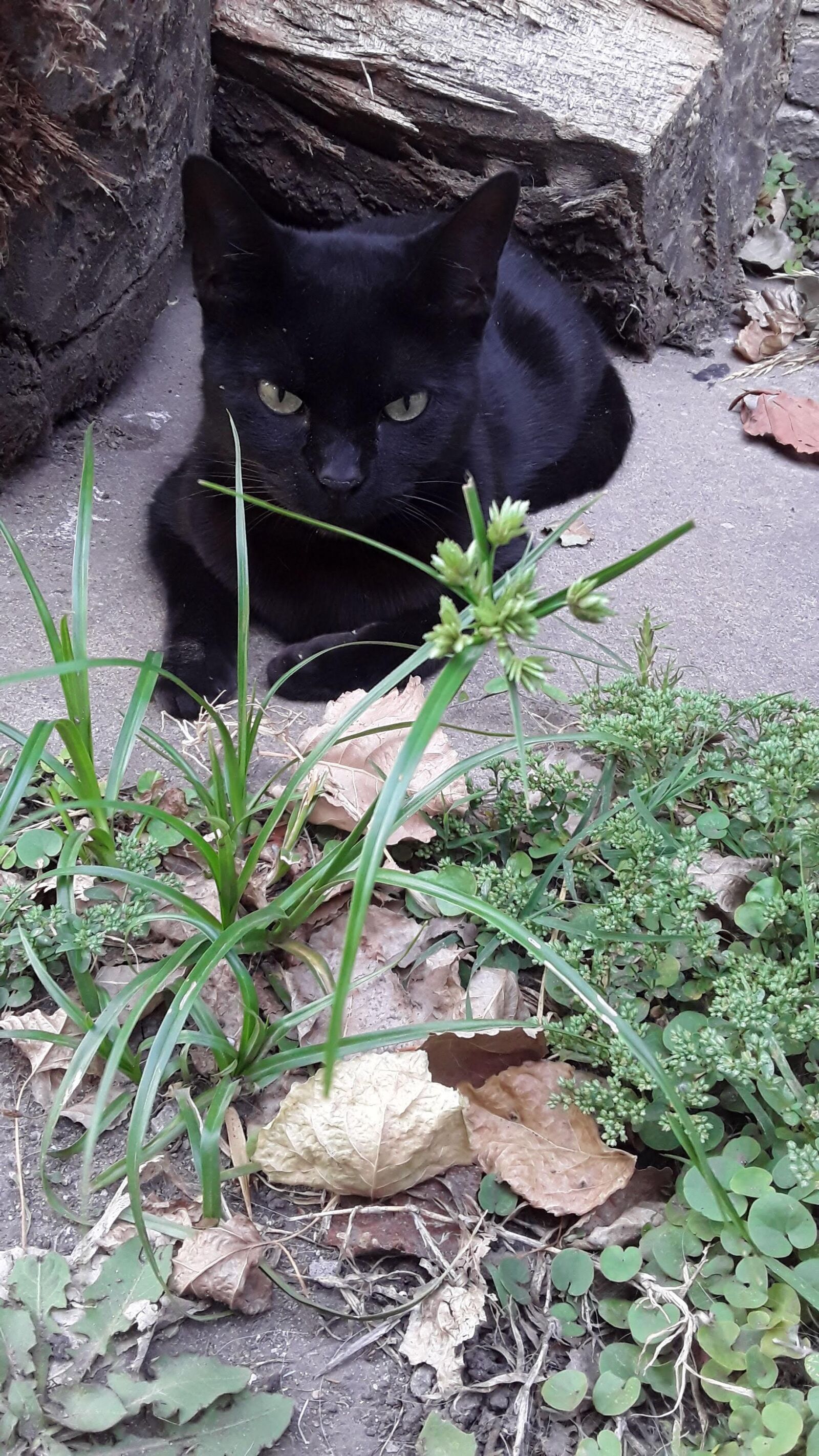 Samsung Galaxy J2 Core sample photo. Cat, gata, black photography