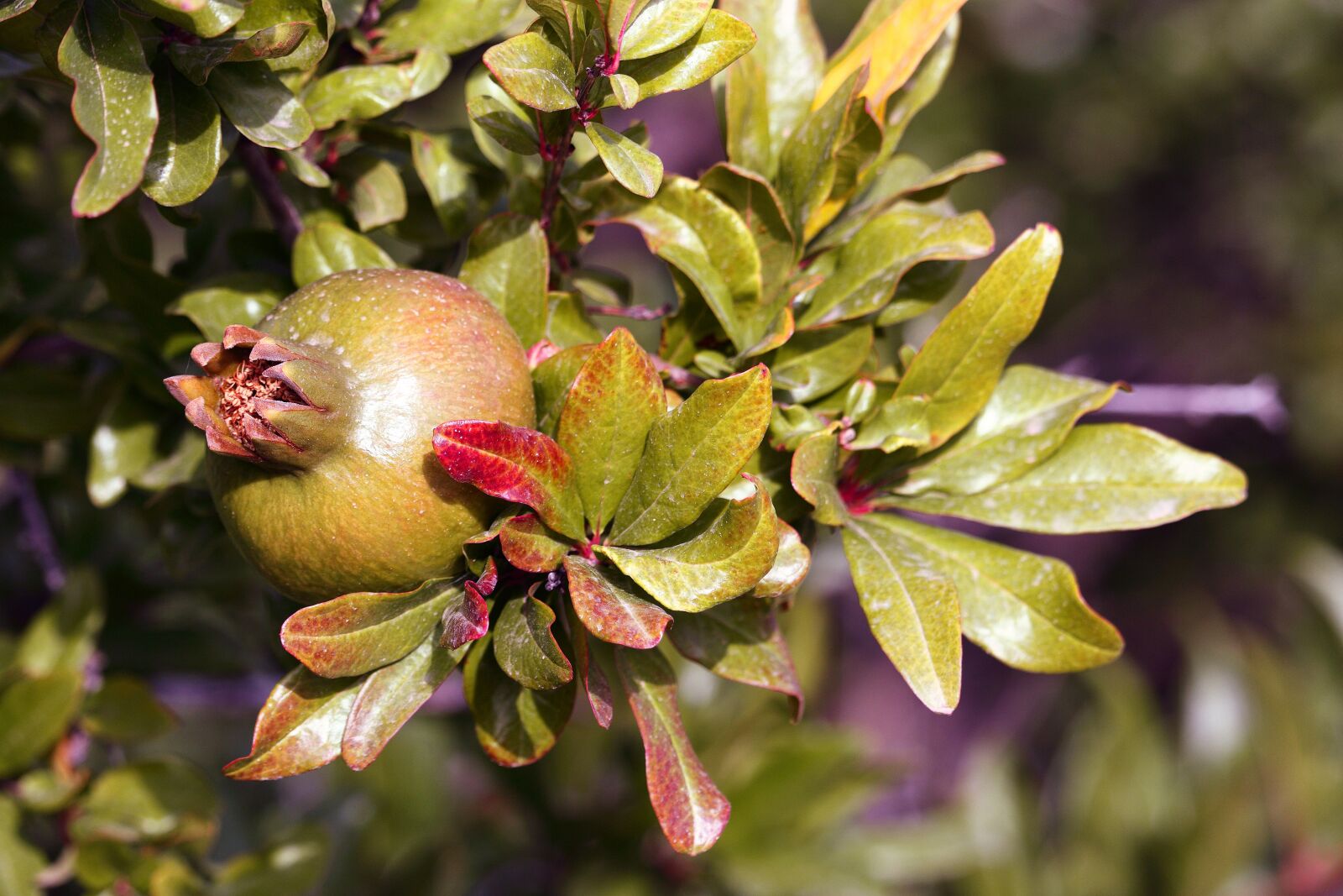 Canon EOS 1200D (EOS Rebel T5 / EOS Kiss X70 / EOS Hi) sample photo. Granada, pomegranate, fruit photography