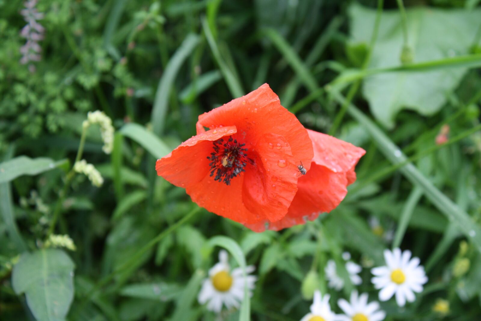 Canon EOS 1000D (EOS Digital Rebel XS / EOS Kiss F) sample photo. Poppy, wildflowers, mohngewaechs photography
