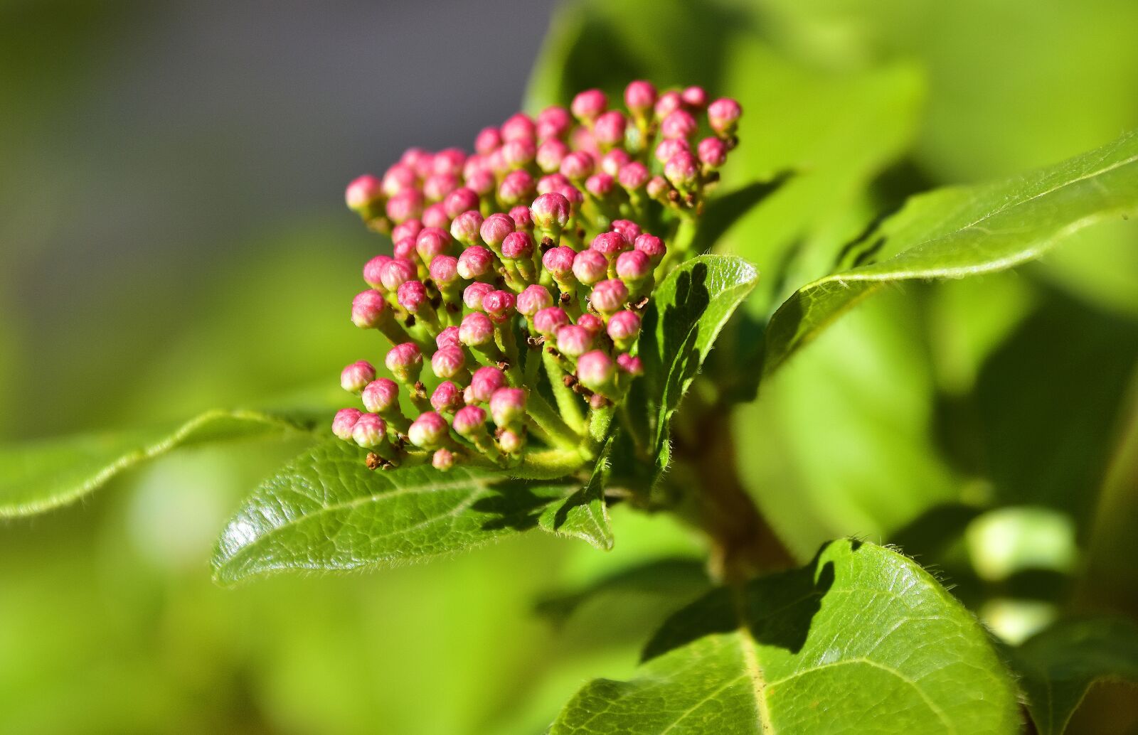 Nikon D7200 sample photo. Nature, leaf, plant photography
