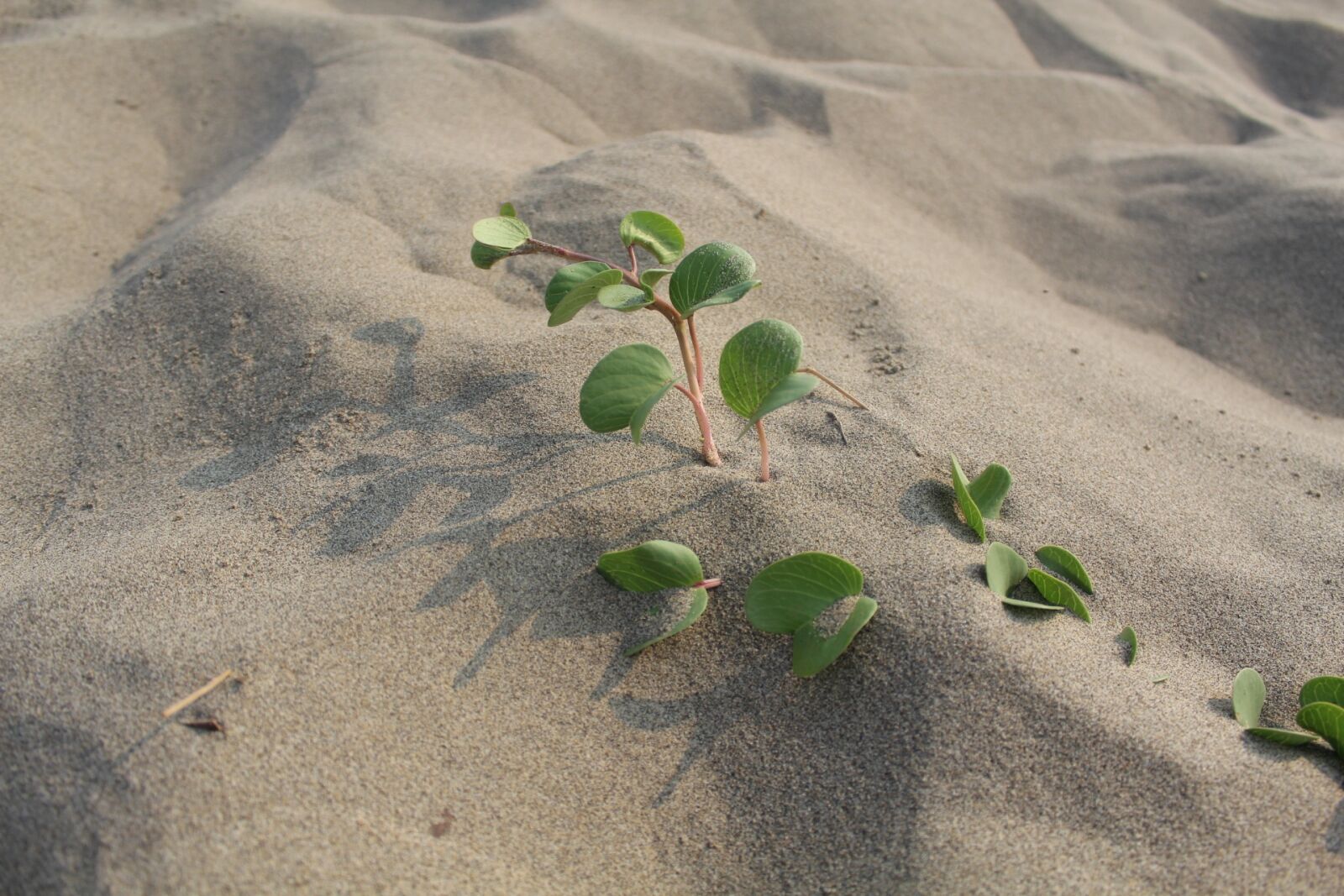 Canon EOS 600D (Rebel EOS T3i / EOS Kiss X5) sample photo. Sha, sand beach, foliage photography