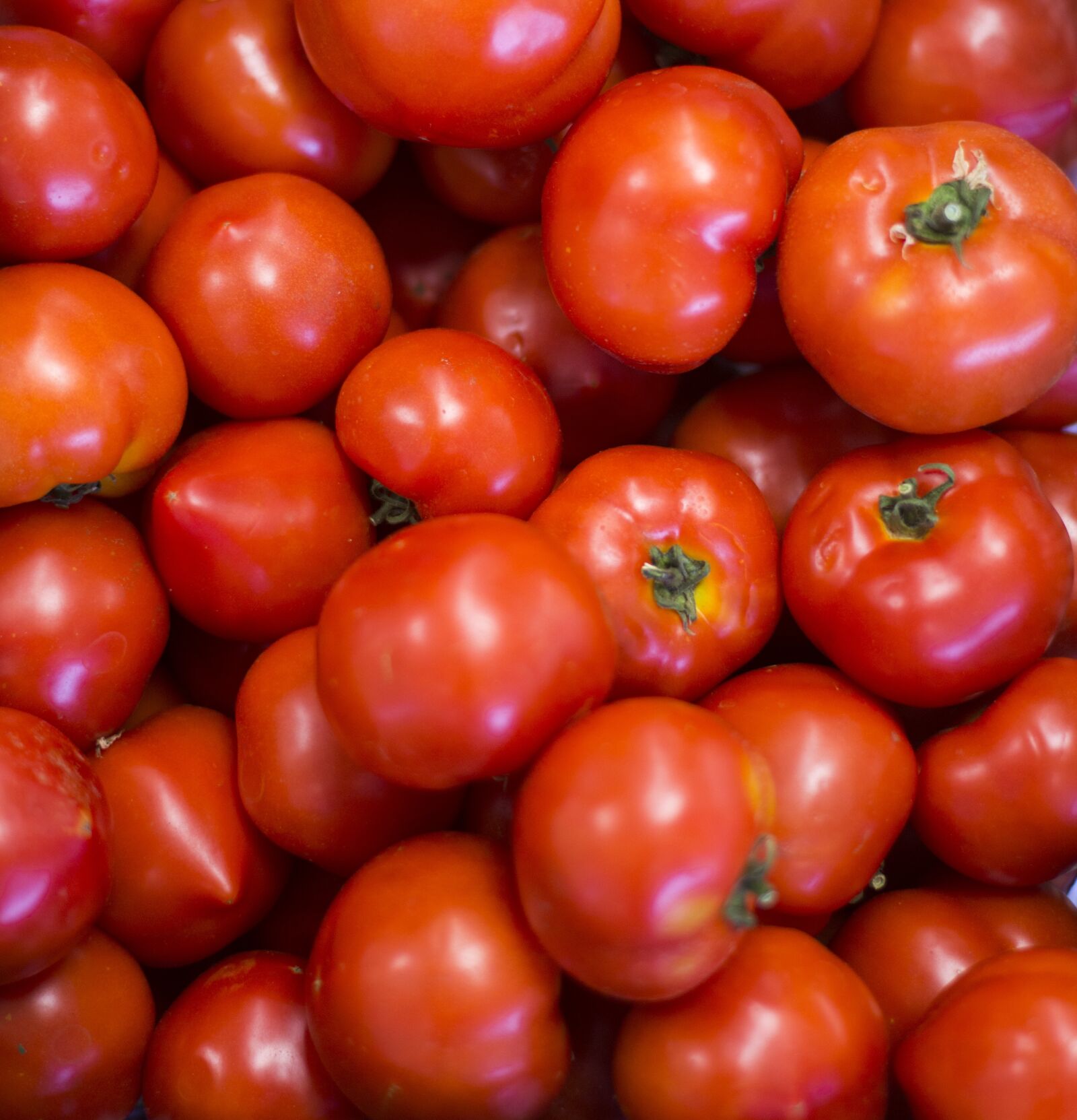 Nikon D800 sample photo. Red, tomaten, tomato photography