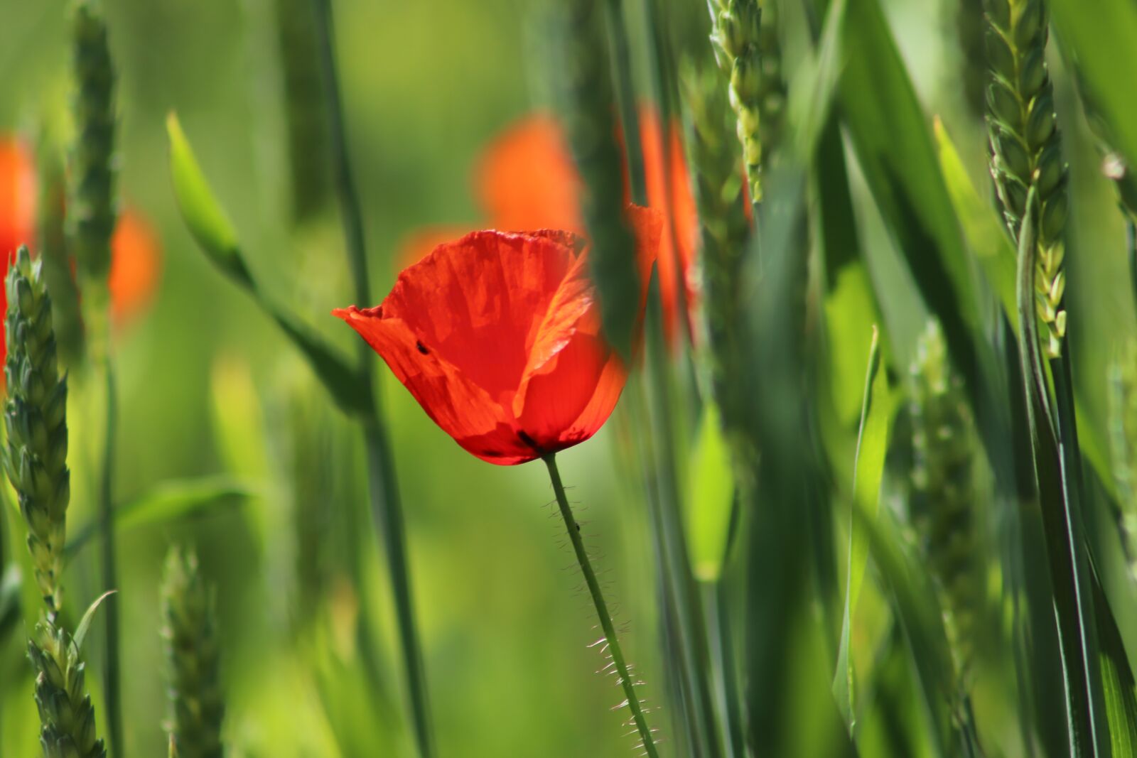 Canon EOS 800D (EOS Rebel T7i / EOS Kiss X9i) sample photo. Poppy, poppy flower, red photography