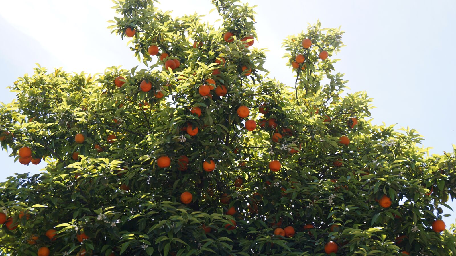 Sony a6000 + Sony Vario-Tessar T* E 16-70mm F4 ZA OSS sample photo. Orange, tree, cyprus photography