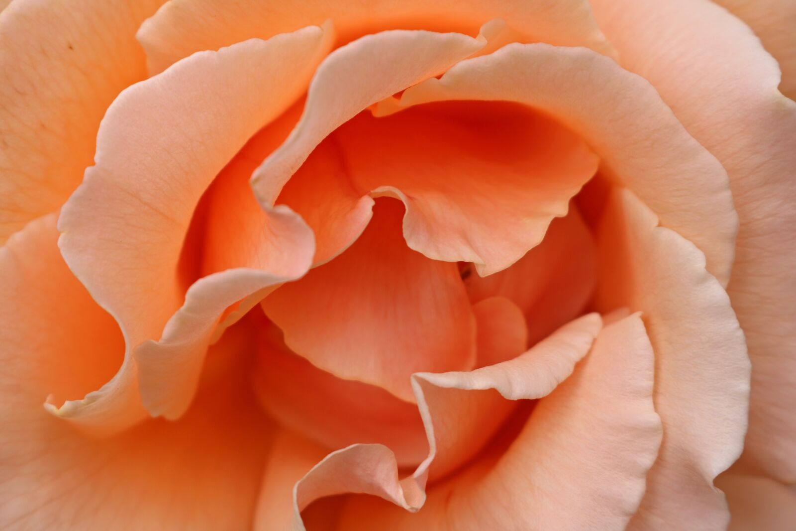Canon EOS 750D (EOS Rebel T6i / EOS Kiss X8i) sample photo. Flower, petal, stem photography