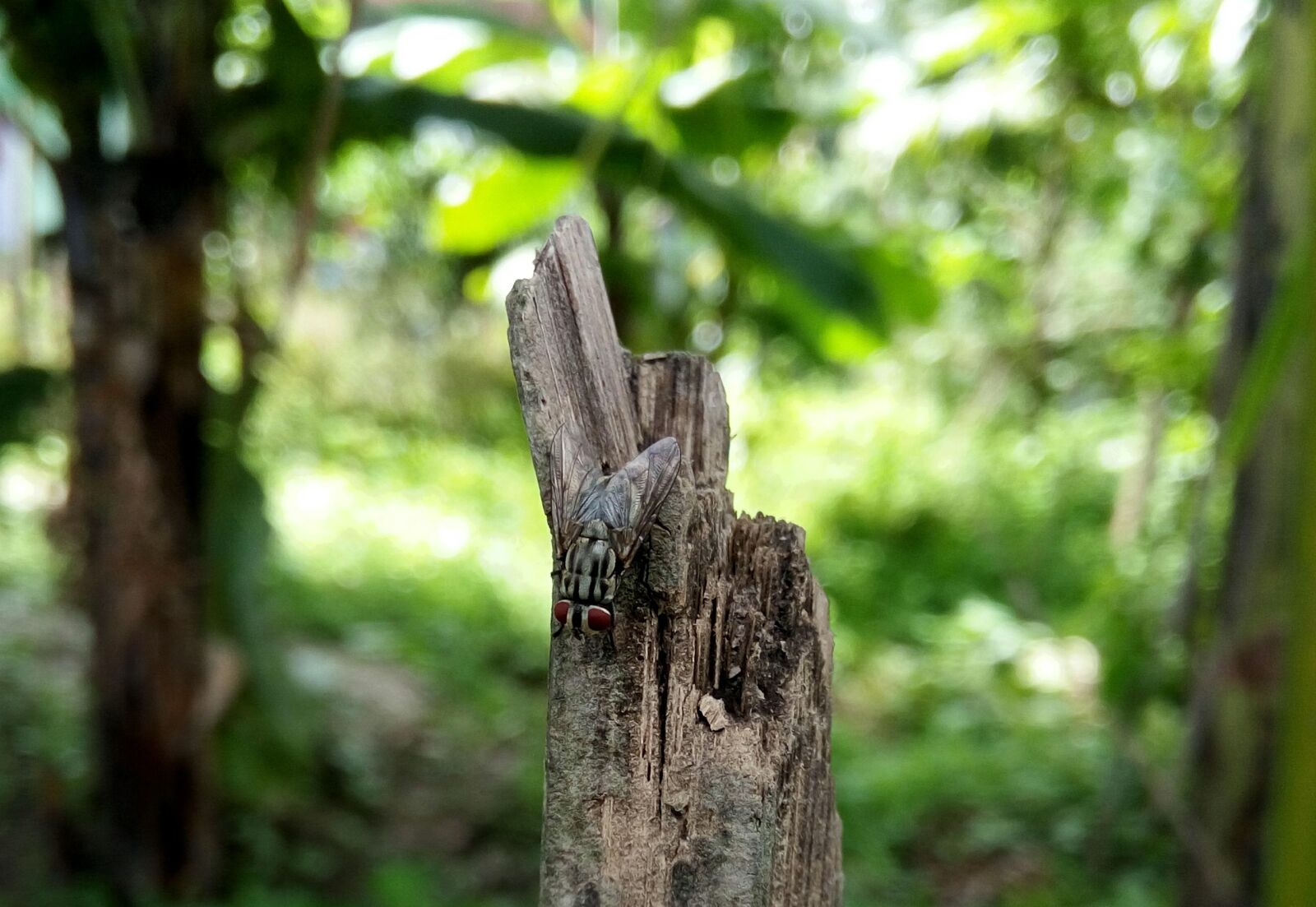 Lenovo VIBE X3 LITE sample photo. Blur, bokeh, old wood photography