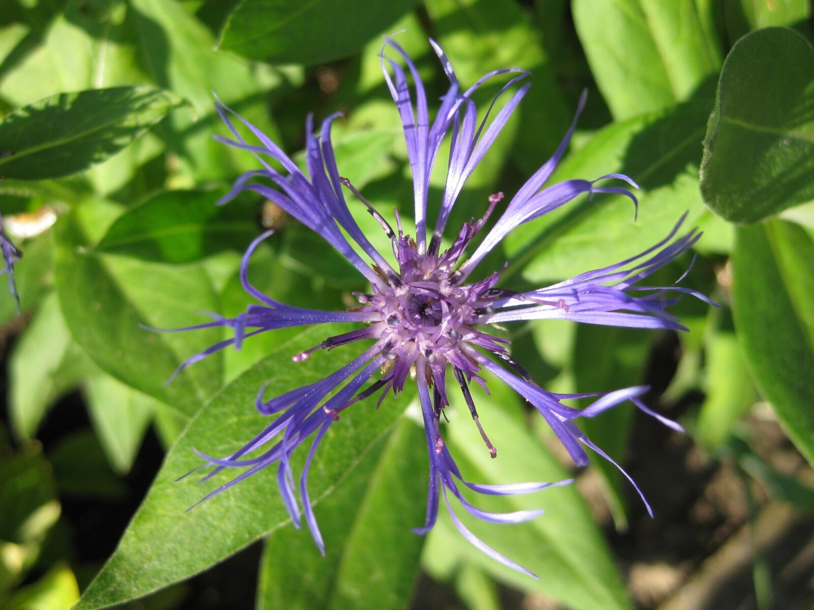 Canon PowerShot SD1100 IS (Digital IXUS 80 IS / IXY Digital 20 IS) sample photo. Knapweed, flower, centaurea cyanus photography