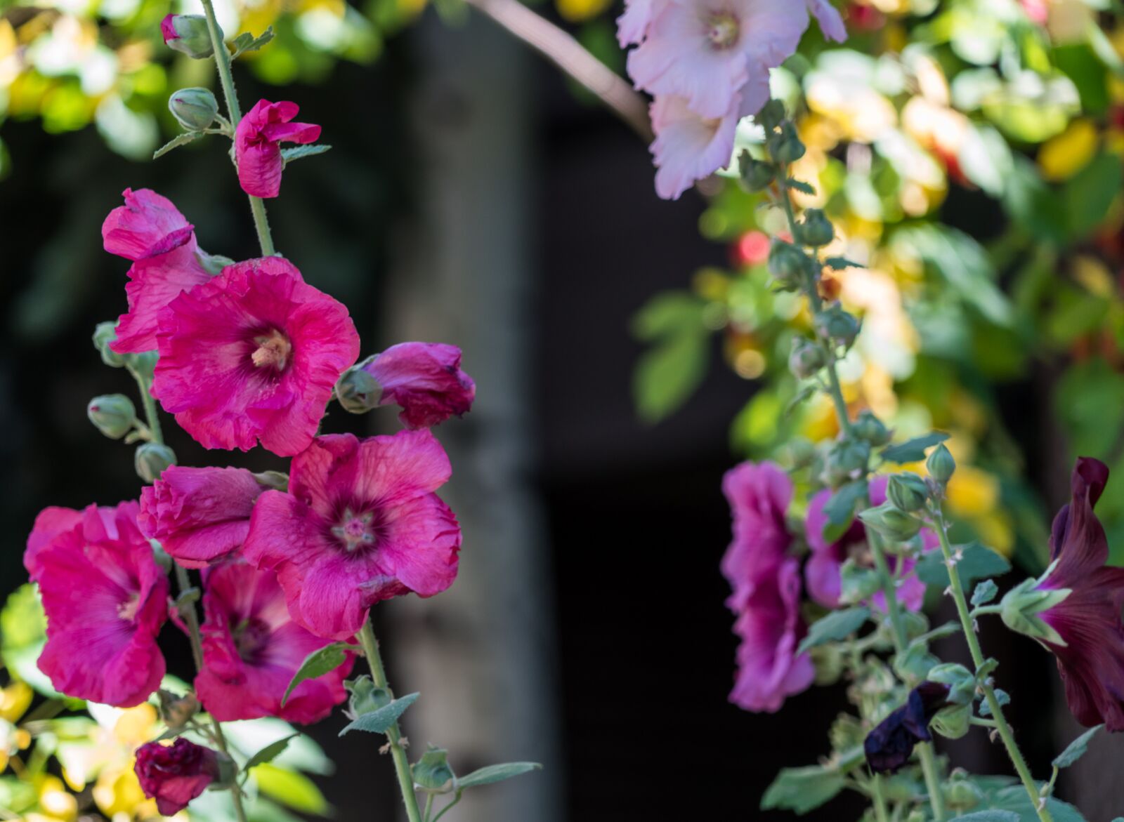 Sony a7R II + Sony FE 24-240mm F3.5-6.3 OSS sample photo. Flowers, garden, nature photography