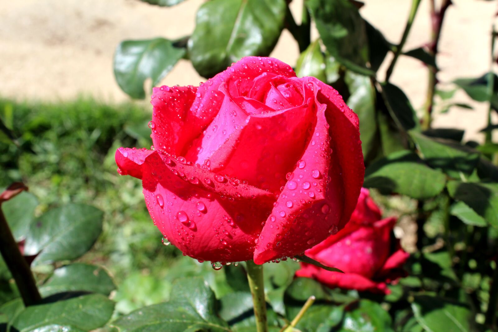 Canon EOS 1200D (EOS Rebel T5 / EOS Kiss X70 / EOS Hi) sample photo. Rosa, flowers, spring photography