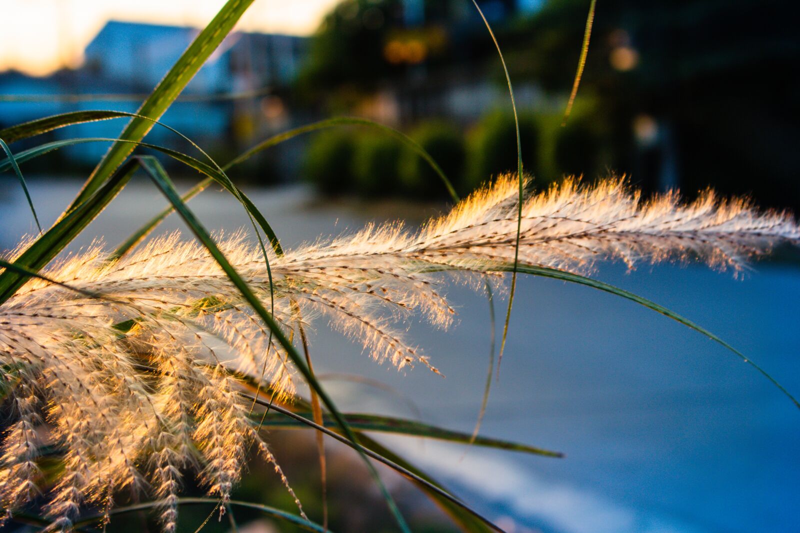 Canon EOS 700D (EOS Rebel T5i / EOS Kiss X7i) sample photo. Sky, west, grass photography