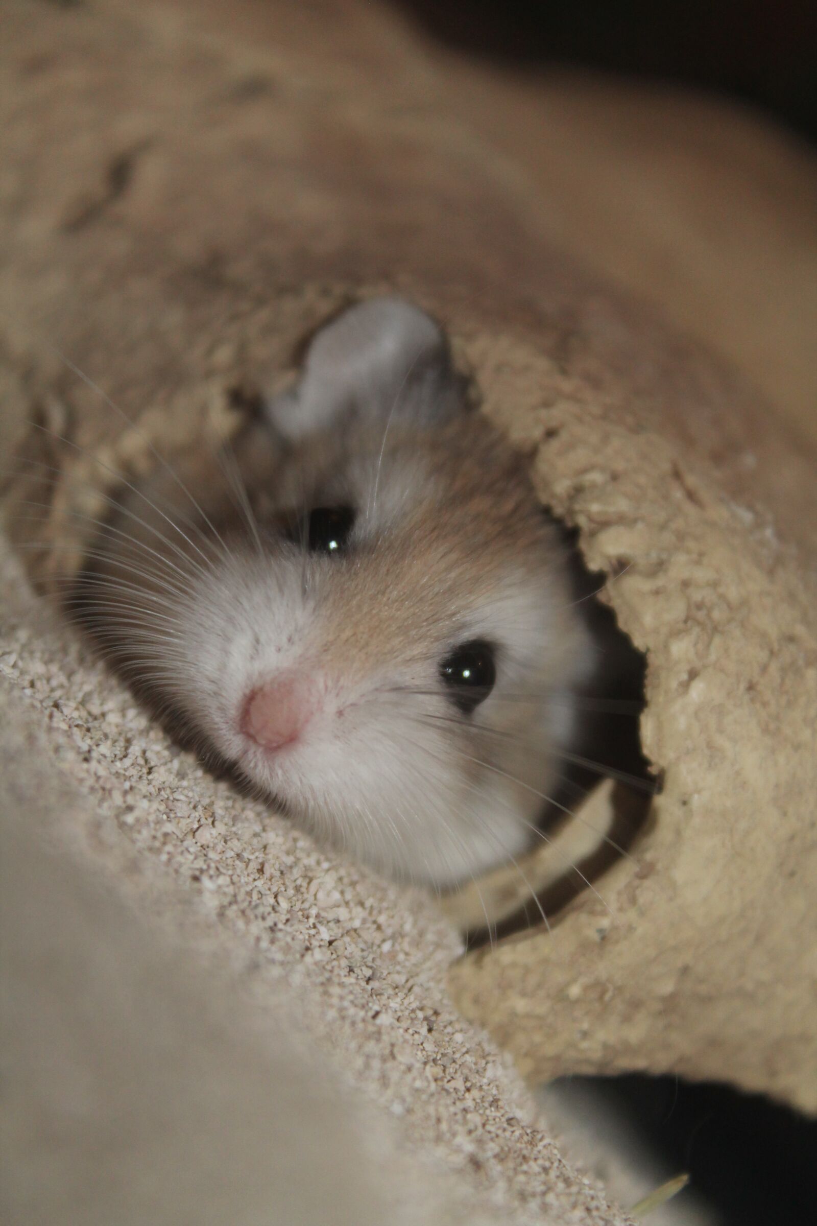 Canon EOS 1100D (EOS Rebel T3 / EOS Kiss X50) sample photo. Roborowski, hamter, dwarf hamster photography