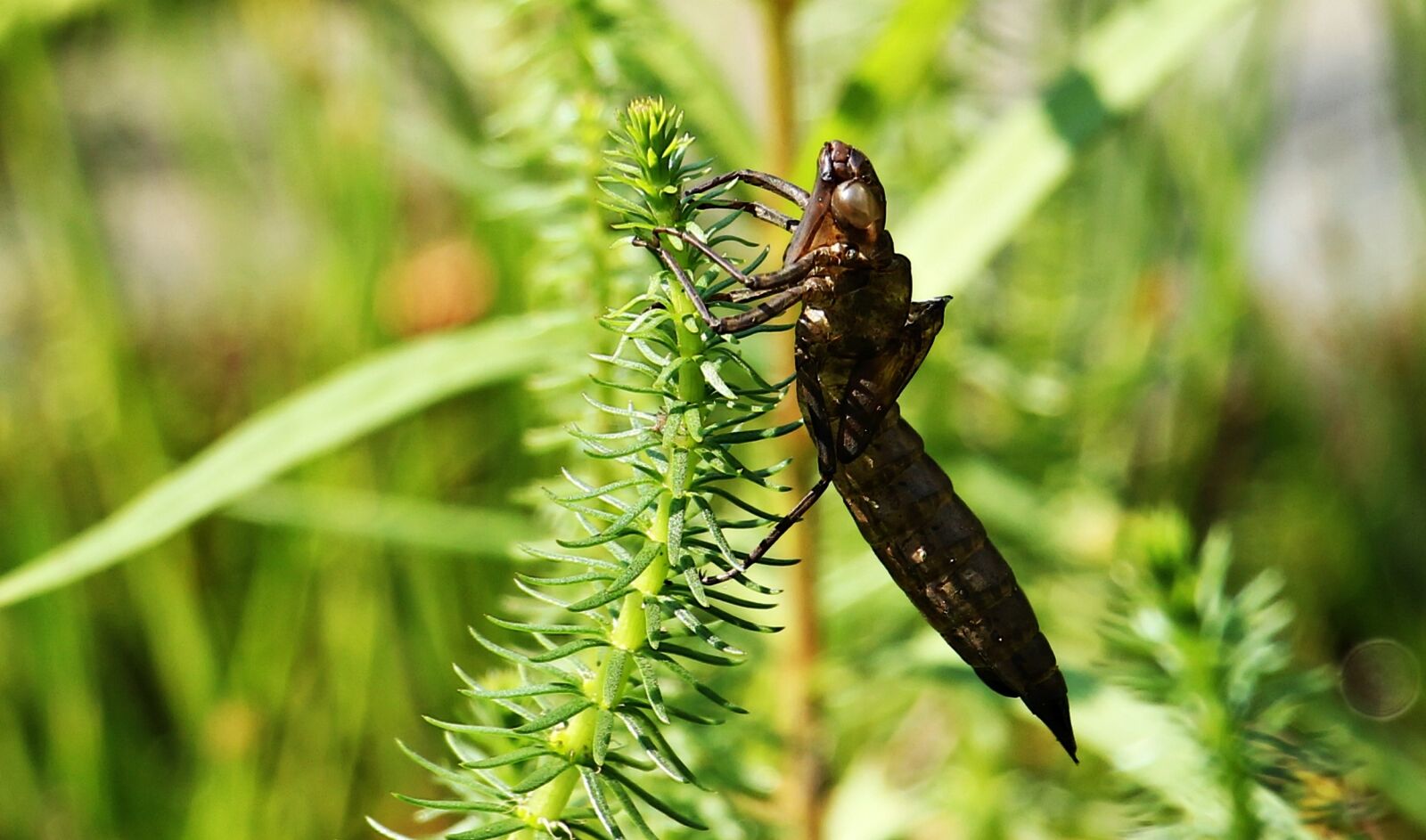 Canon EOS 550D (EOS Rebel T2i / EOS Kiss X4) sample photo. Dragonfly, dragonfly cocoon, cocoon photography