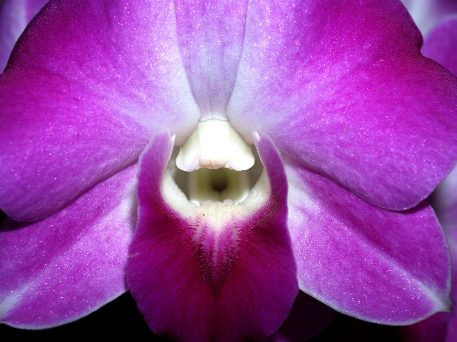Olympus E-300 (EVOLT E-300) sample photo. Orchid, flower, bright photography