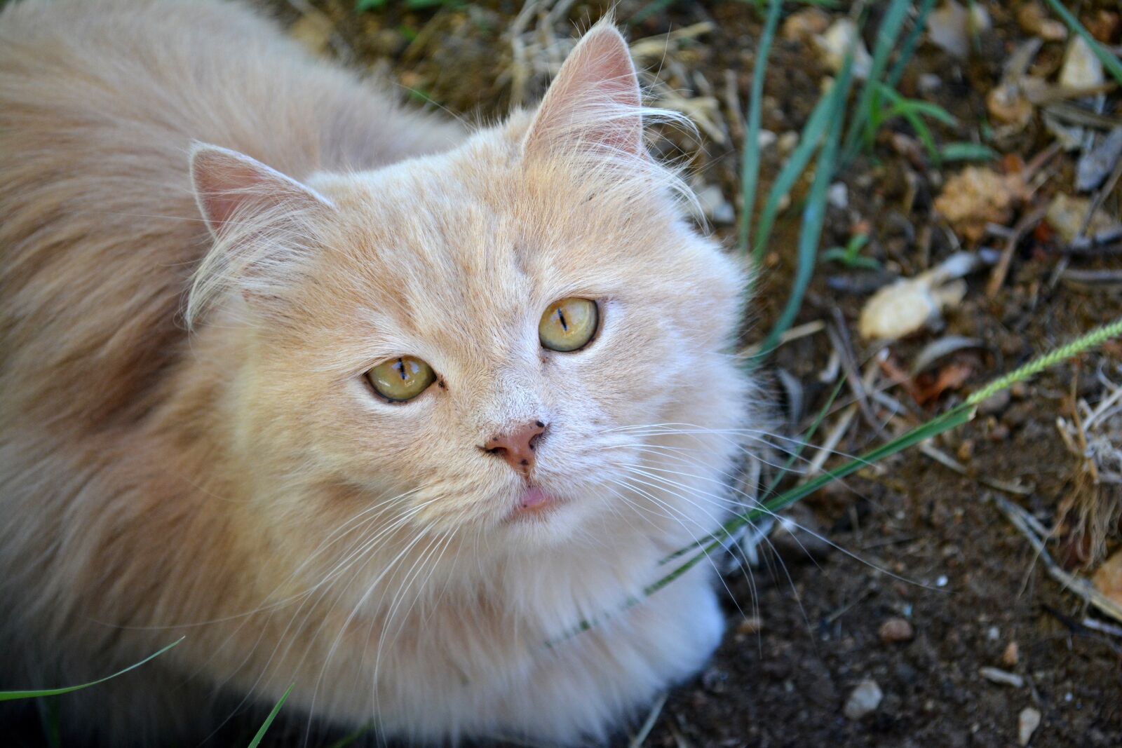 Nikon D5200 sample photo. Cat, pet, kitten photography