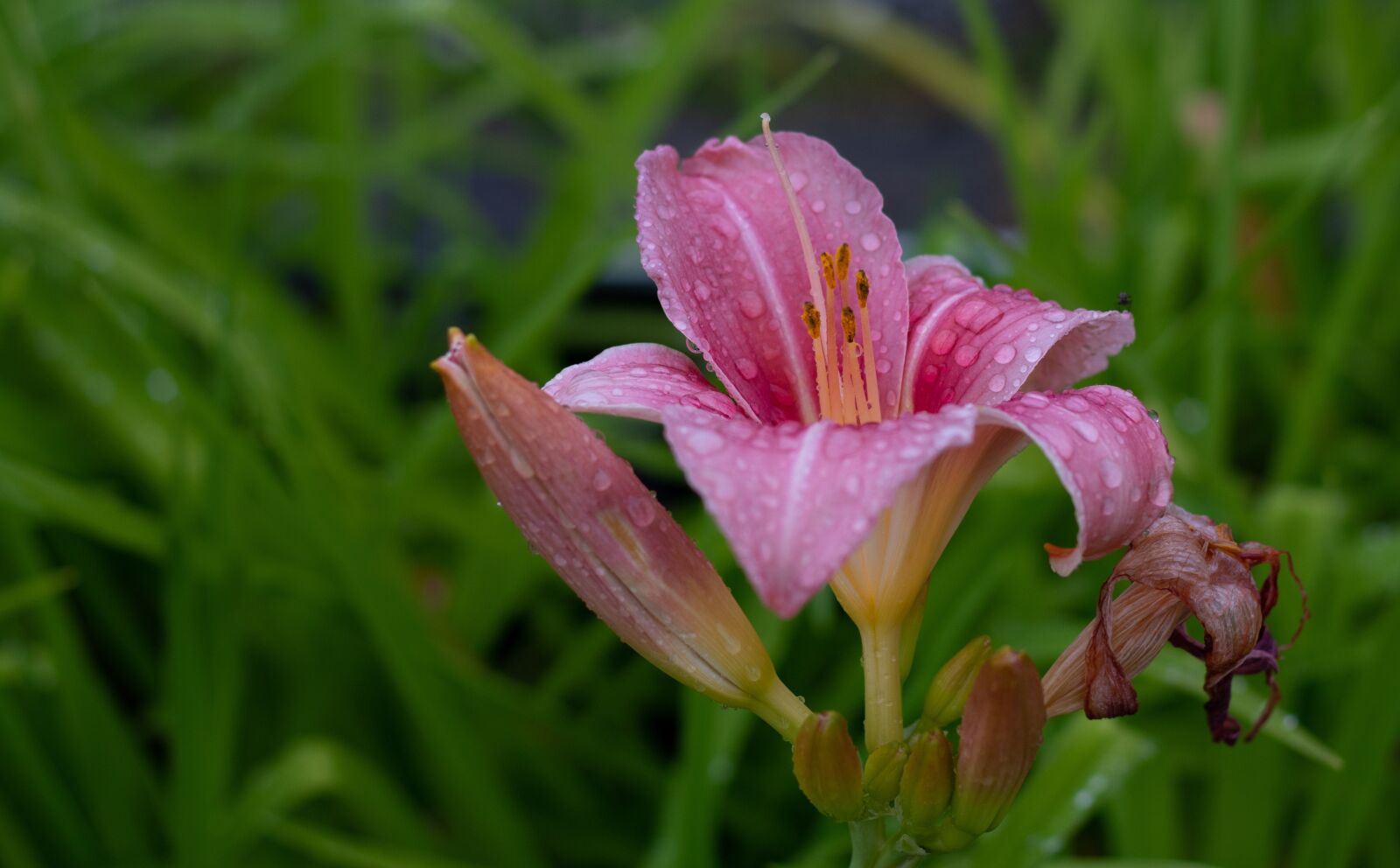 Canon EOS 7D Mark II sample photo. Hemerocallis, daylily, rose photography