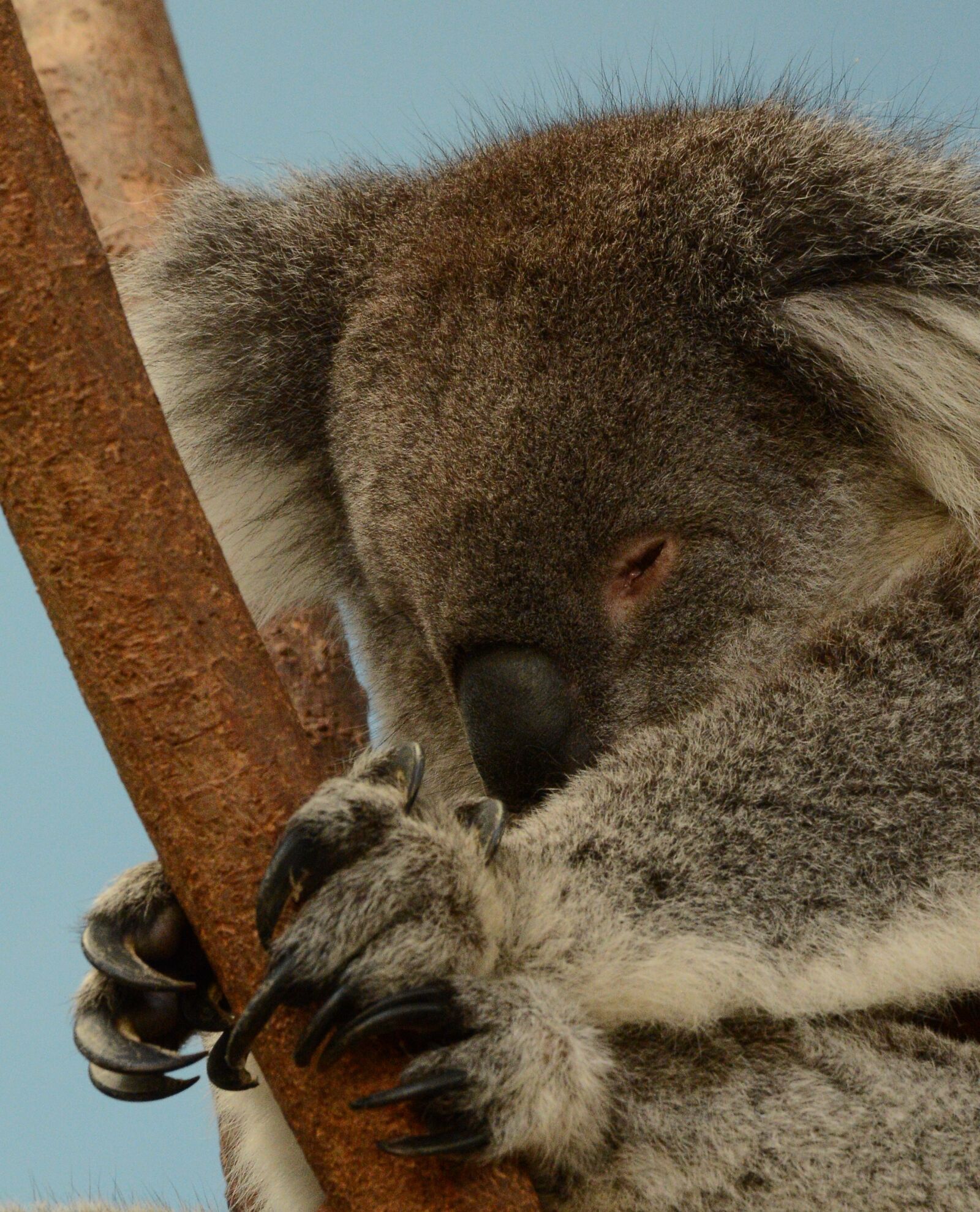 Nikon D7100 sample photo. Koala bear, sleeping, animal photography