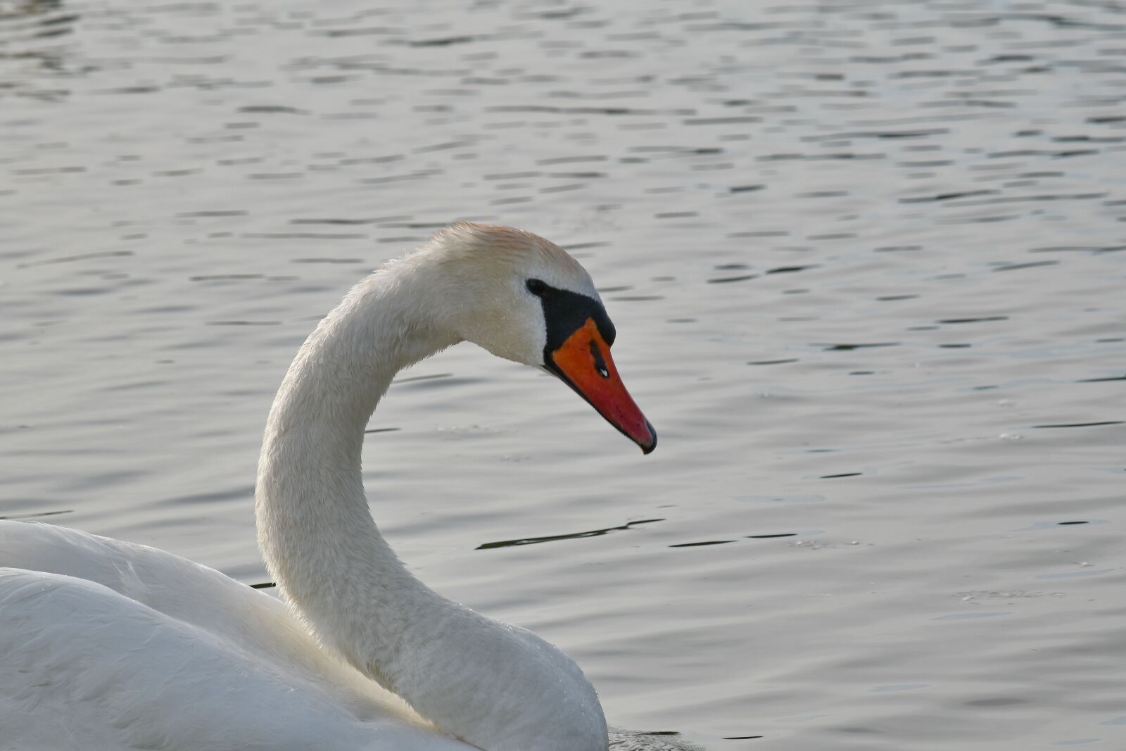 Nikon D5500 sample photo. Neck, ornithology, bird, waterfowl photography