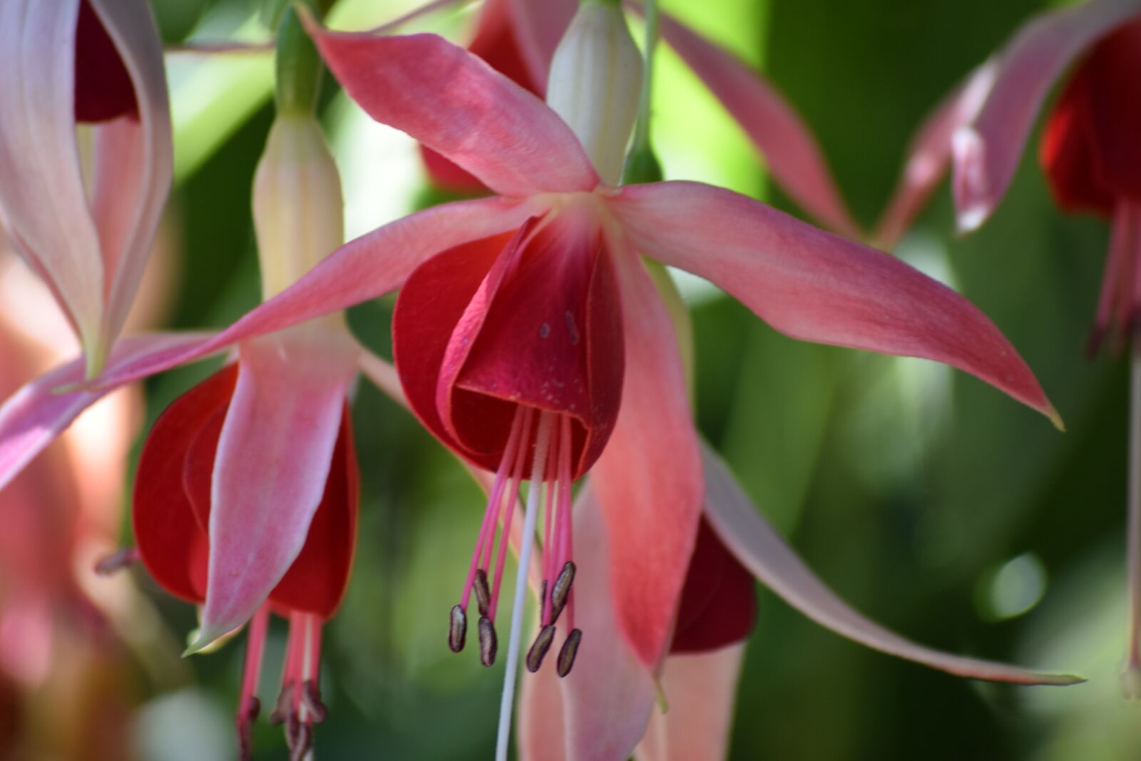 Nikon D5300 sample photo. Fuchsia, blossom, bloom photography