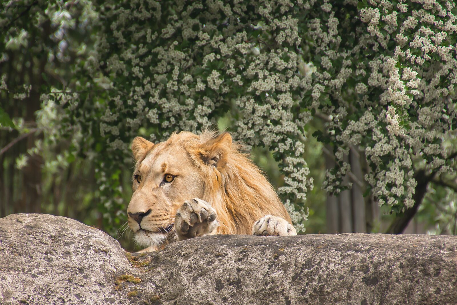 Canon EOS 650D (EOS Rebel T4i / EOS Kiss X6i) sample photo. Lion, big cat, nature photography