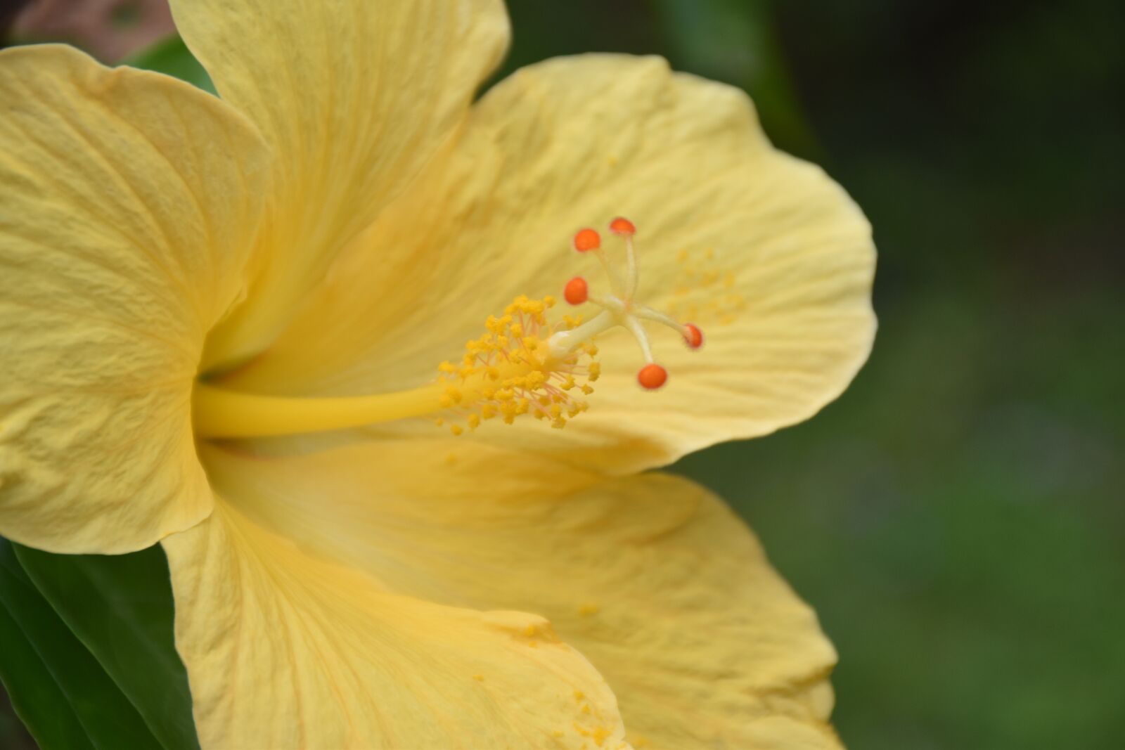 Nikon D5500 sample photo. Flower, nature, plant photography
