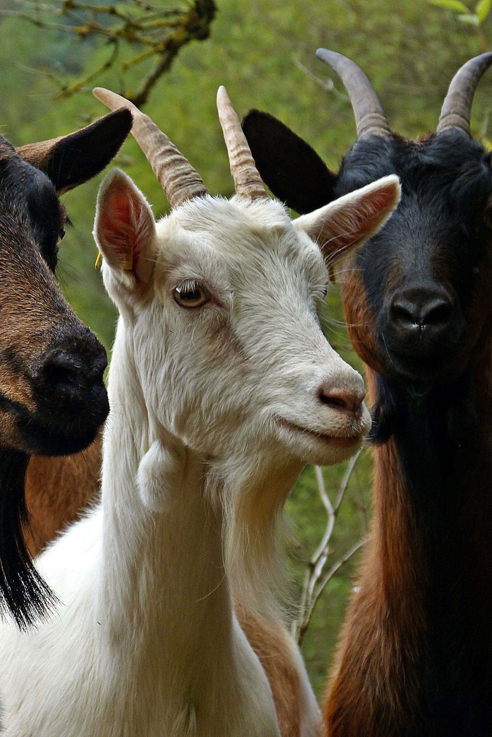 Panasonic Lumix DMC-FZ150 sample photo. Goats, horns, goat's head photography