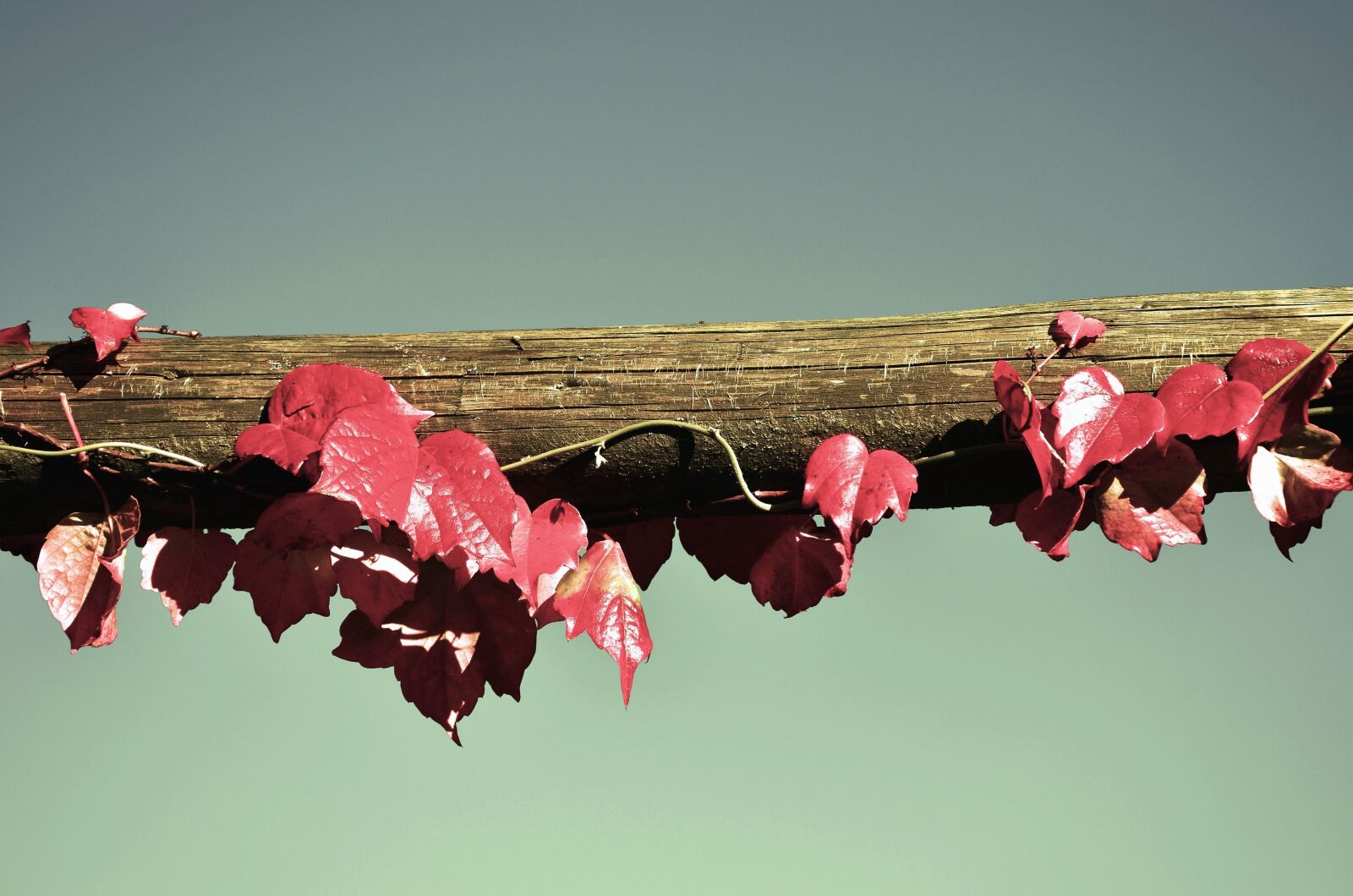 Nikon D5100 sample photo. Autumn, leaves, wood, sky photography