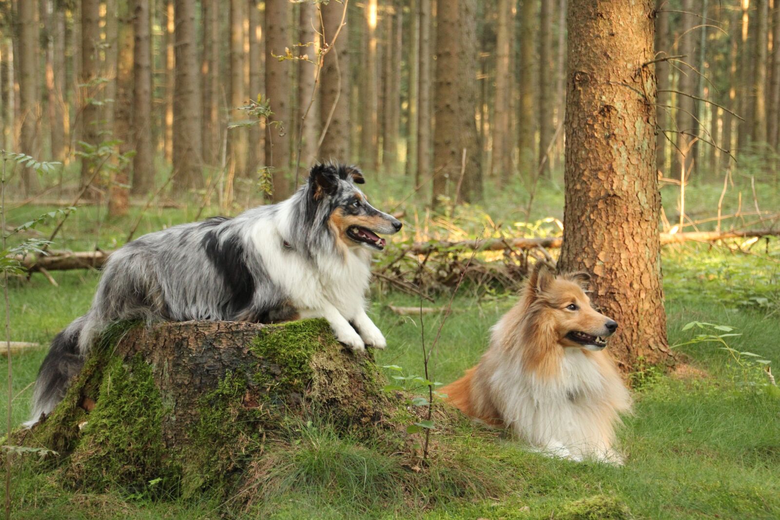Canon EOS 600D (Rebel EOS T3i / EOS Kiss X5) sample photo. Shelties, dogs, shetland sheep photography