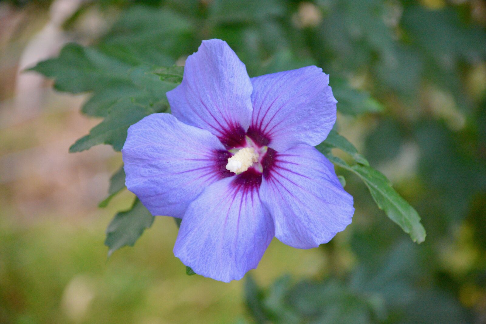 Nikon D7100 sample photo. Blossom, bloom, purple photography