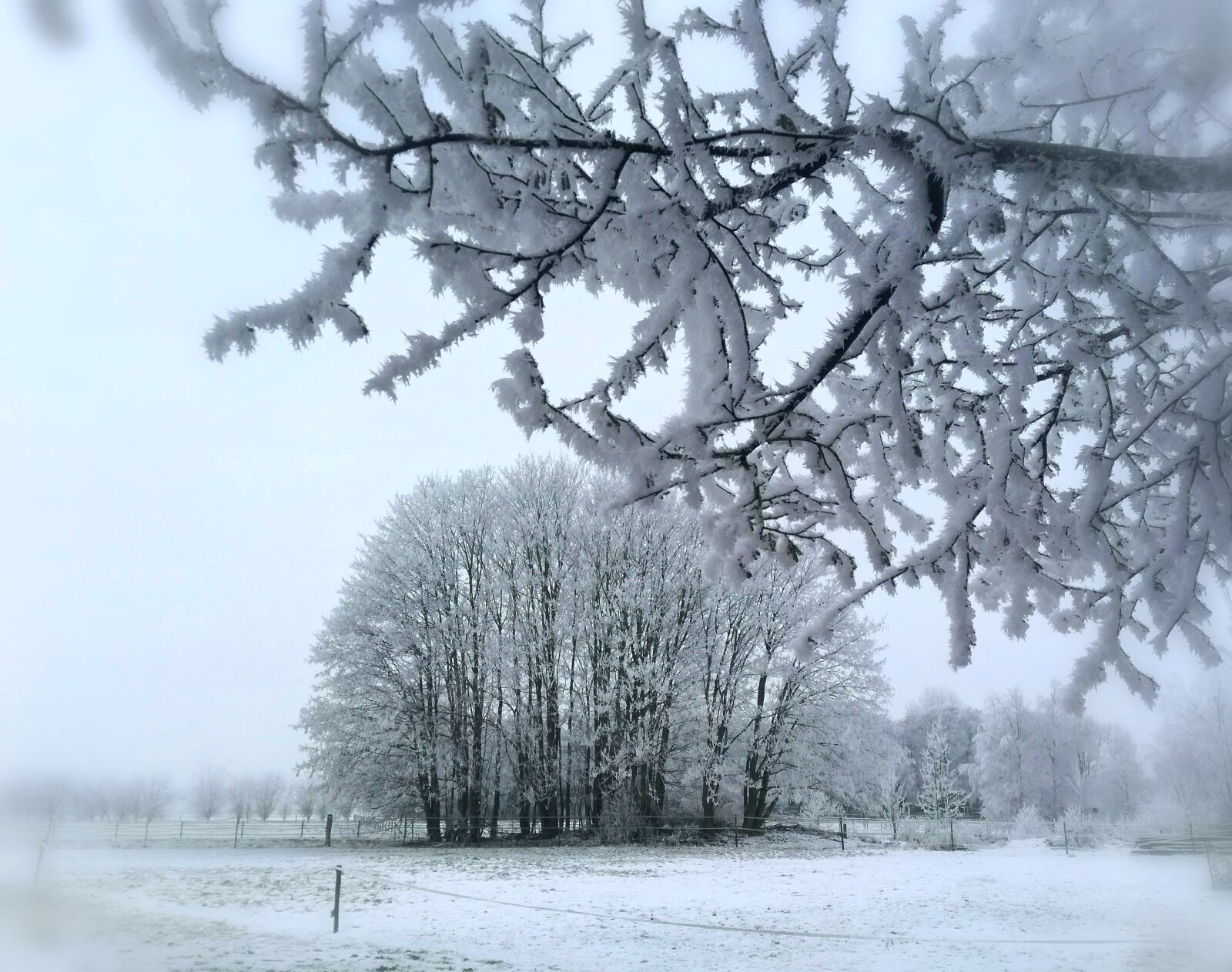 HUAWEI P9 LITE sample photo. Winter, snow, branch photography