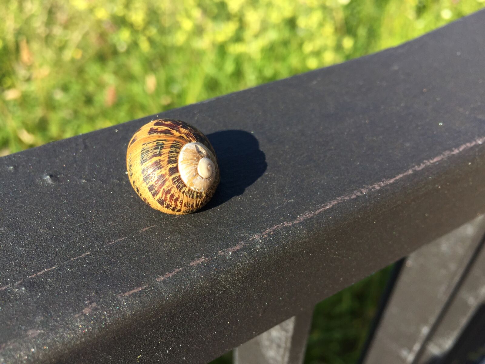 Apple iPhone 6 sample photo. Snail, baluster, green photography