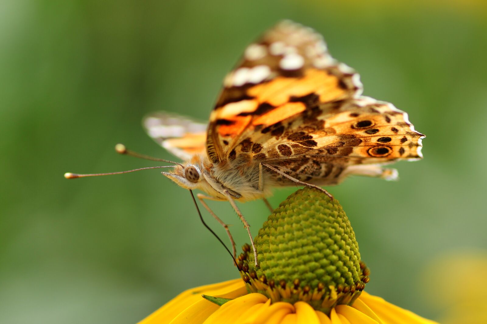 Tamron SP 90mm F2.8 Di VC USD 1:1 Macro sample photo. Vanessa cardui, close up photography