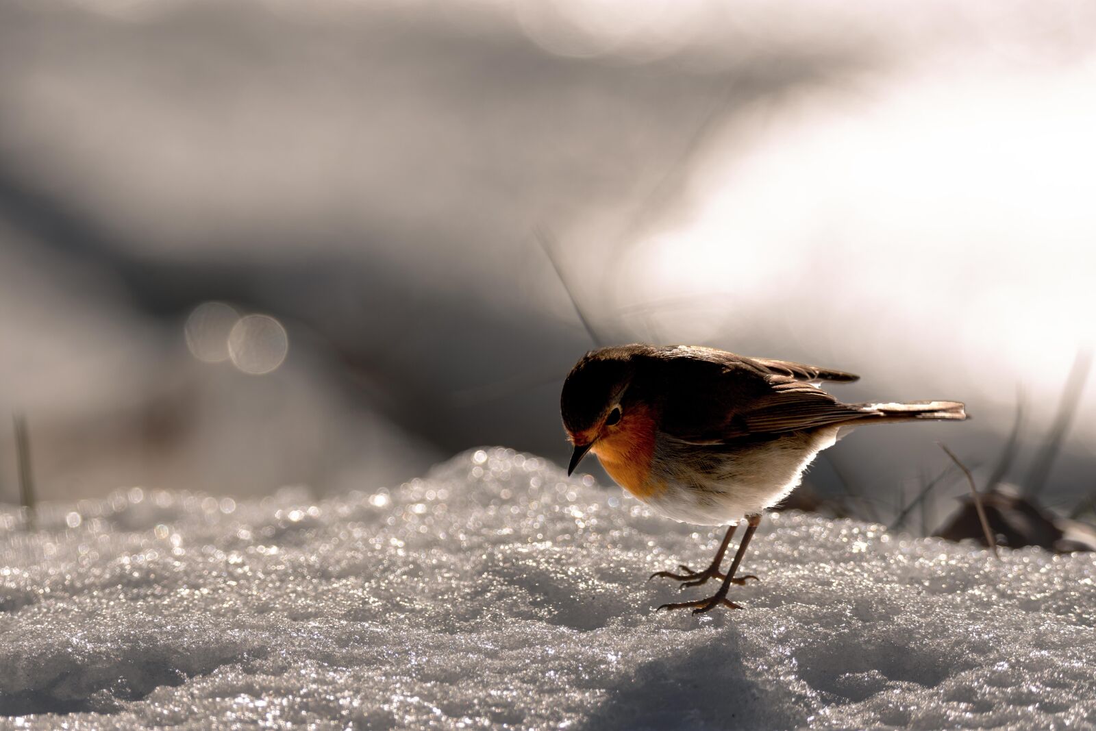 Nikon D7200 sample photo. Bird, snow, nature photography